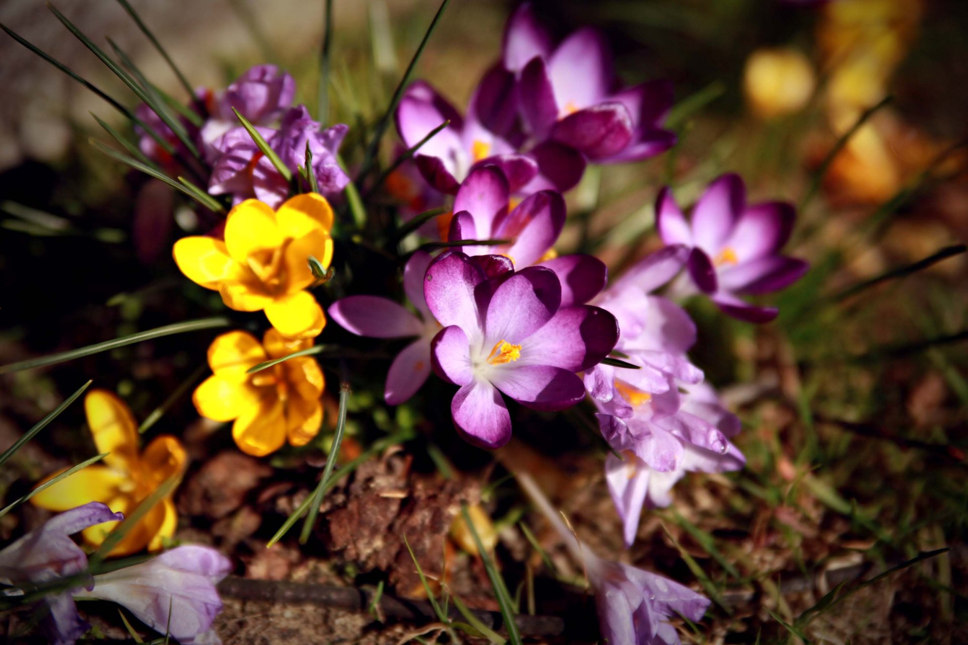 blumen primeln krokusse