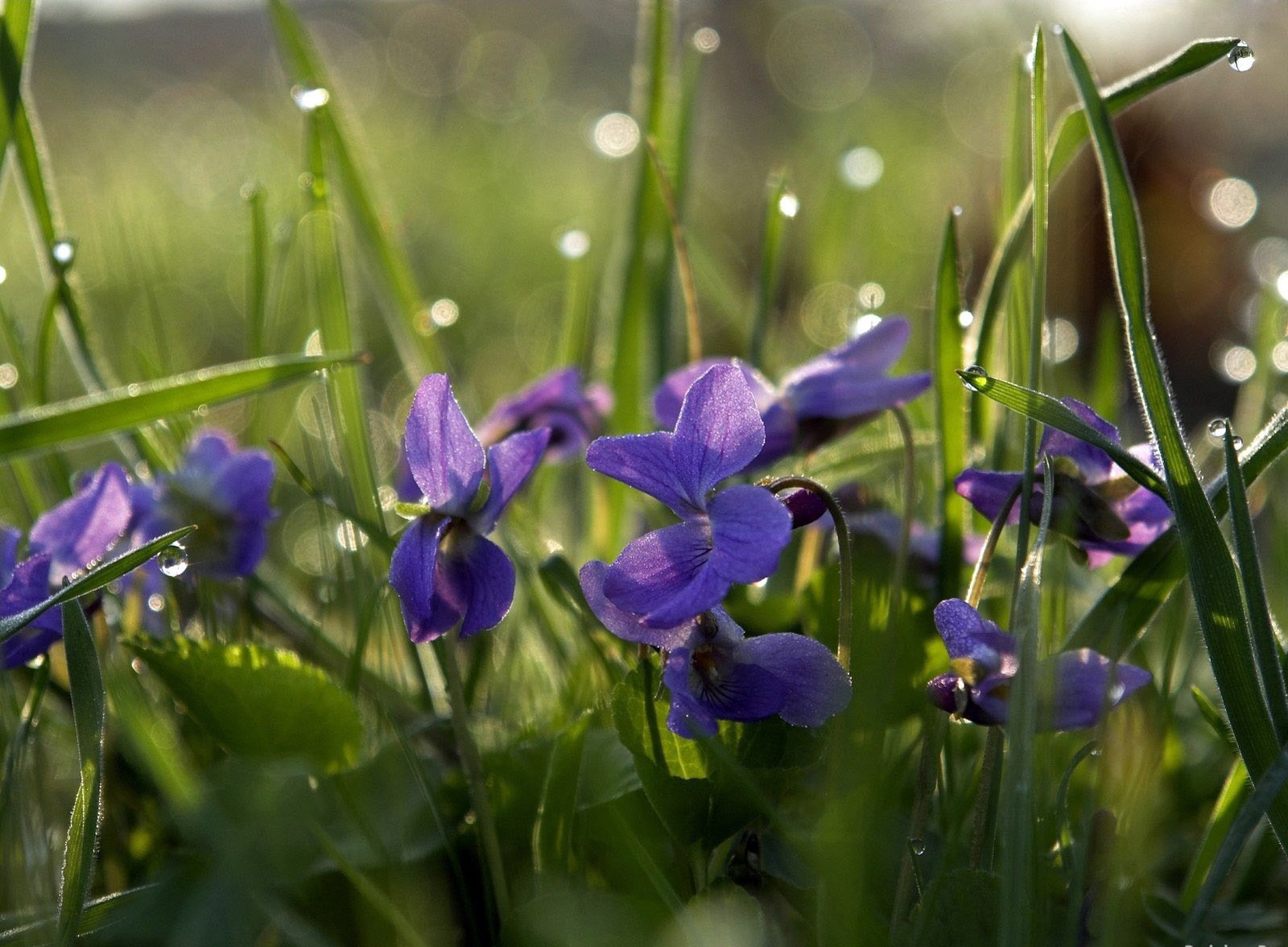 campo flores rocío