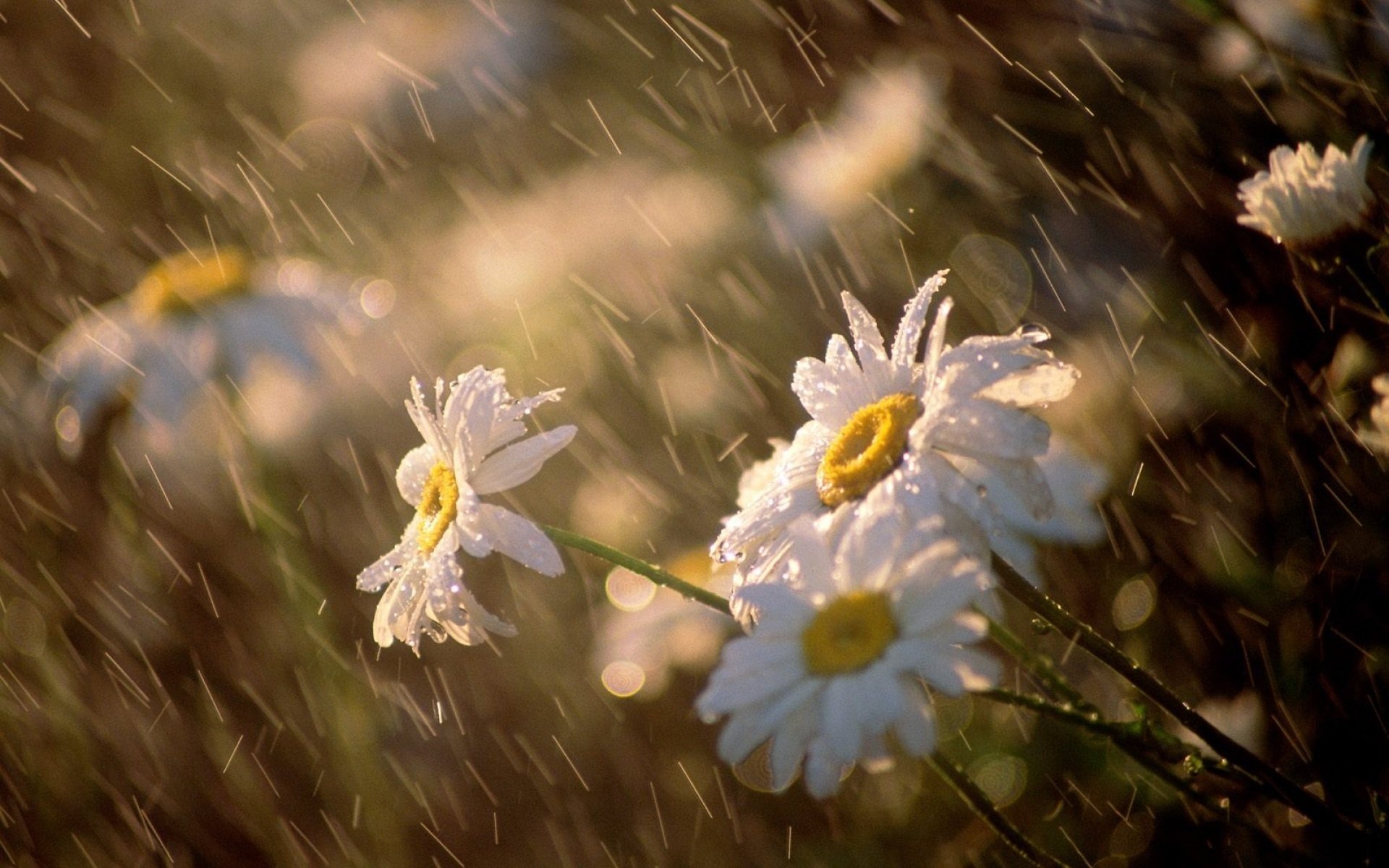 lluvia viento margaritas flores macro