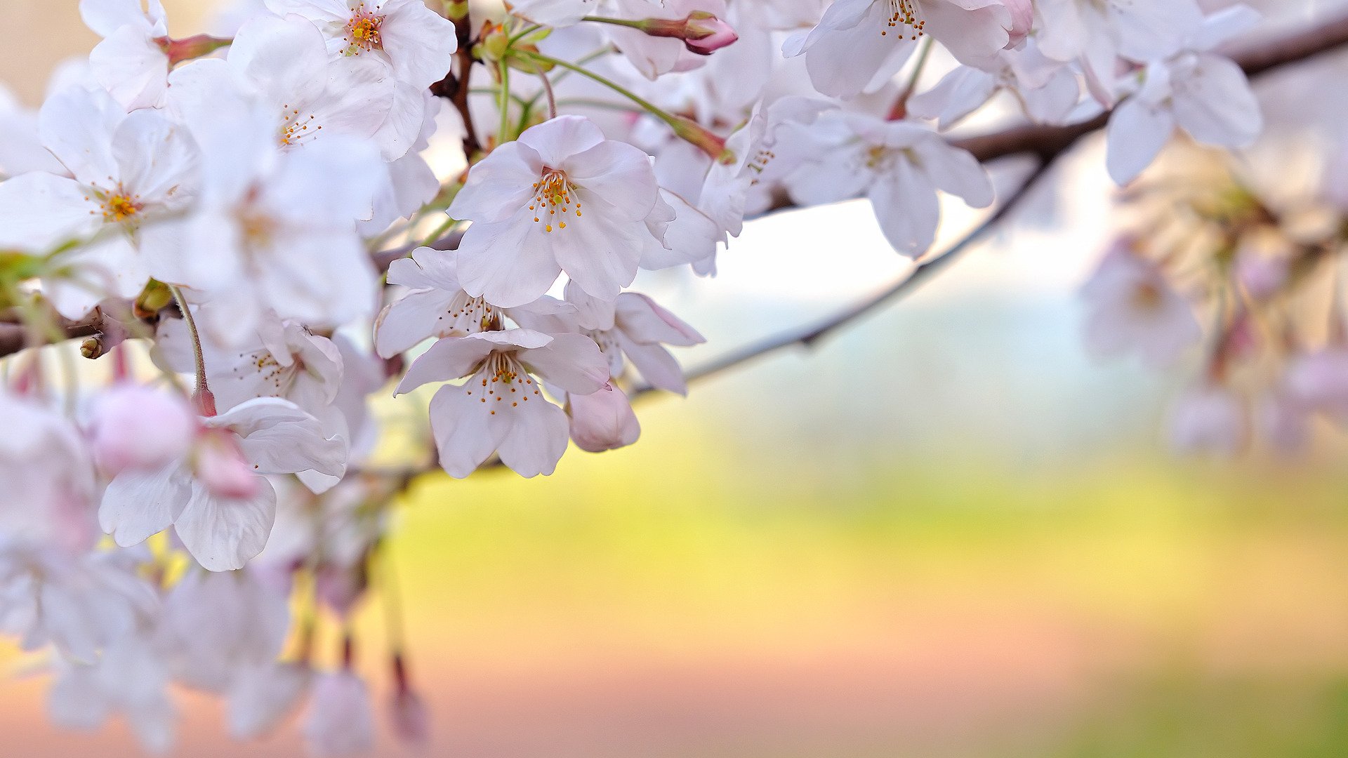 floración cereza pétalos blancos ramas primavera frescura