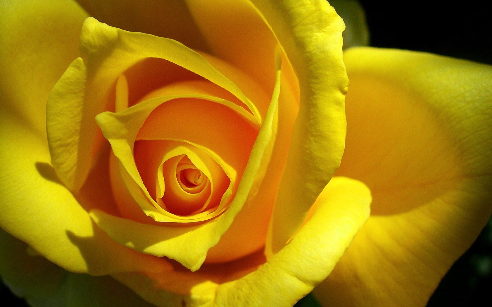 flores macro rose roses naturaleza macro foto