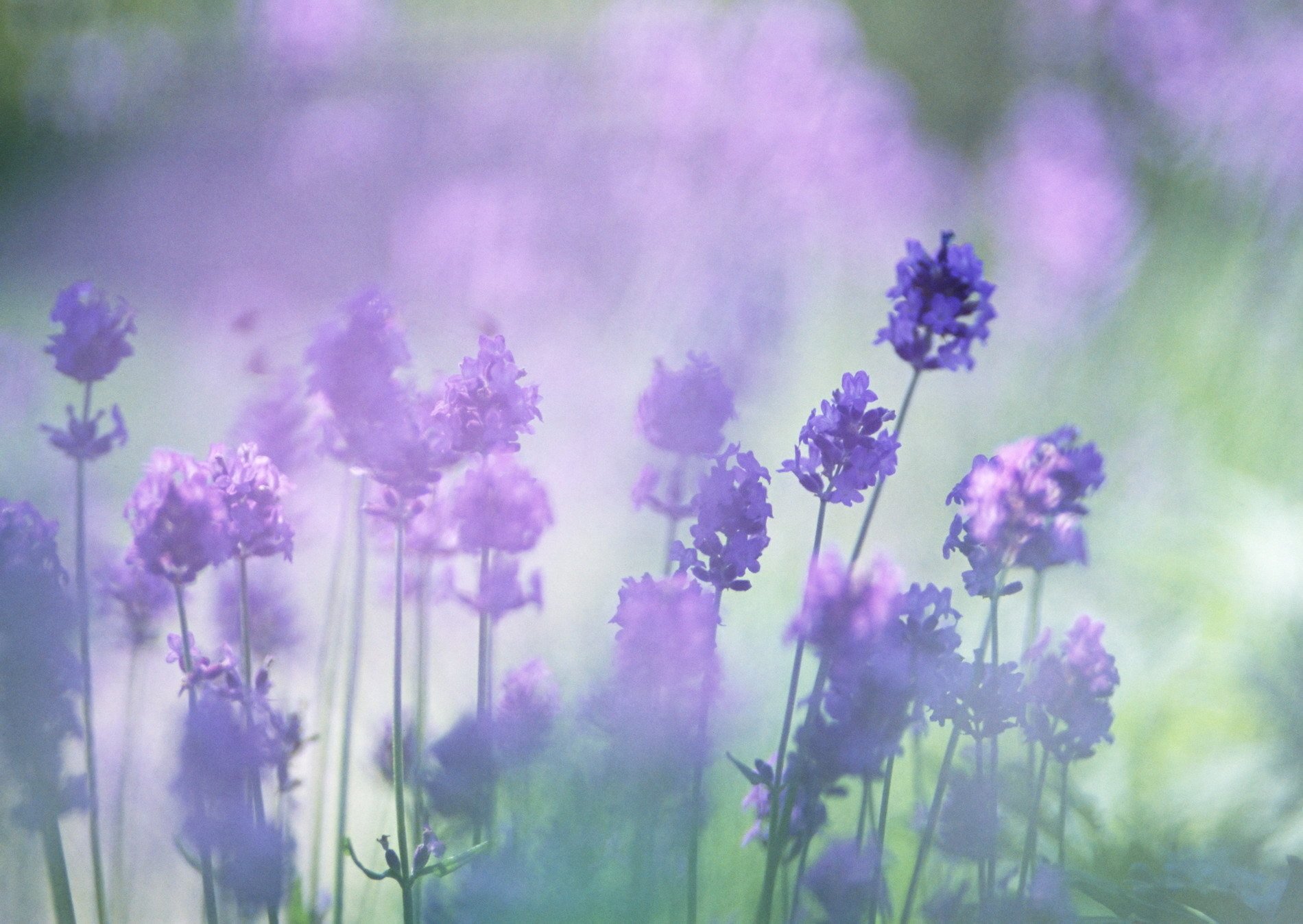 lavanda flores color lila desenfoque