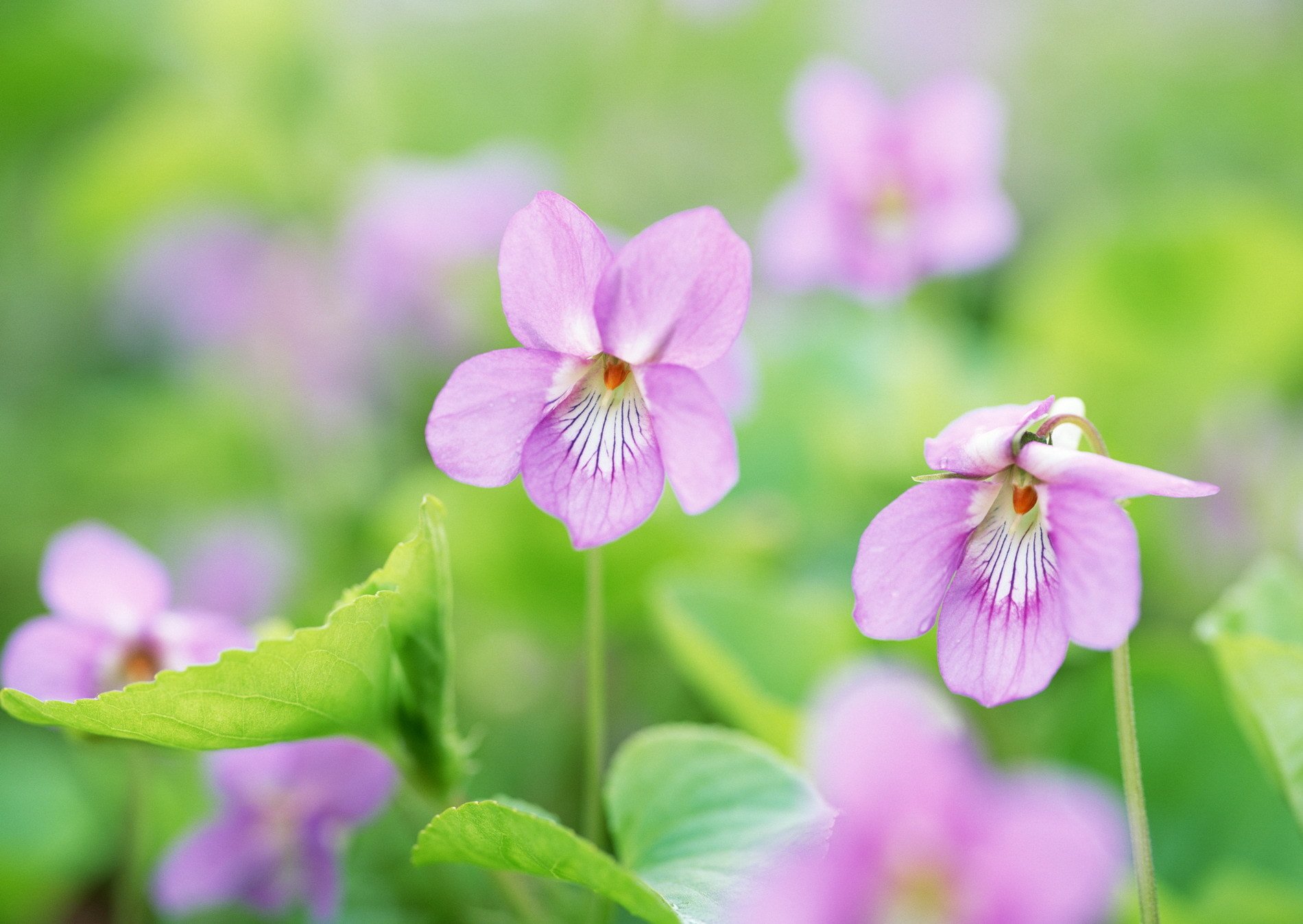 fleurs verdure printemps tendresse