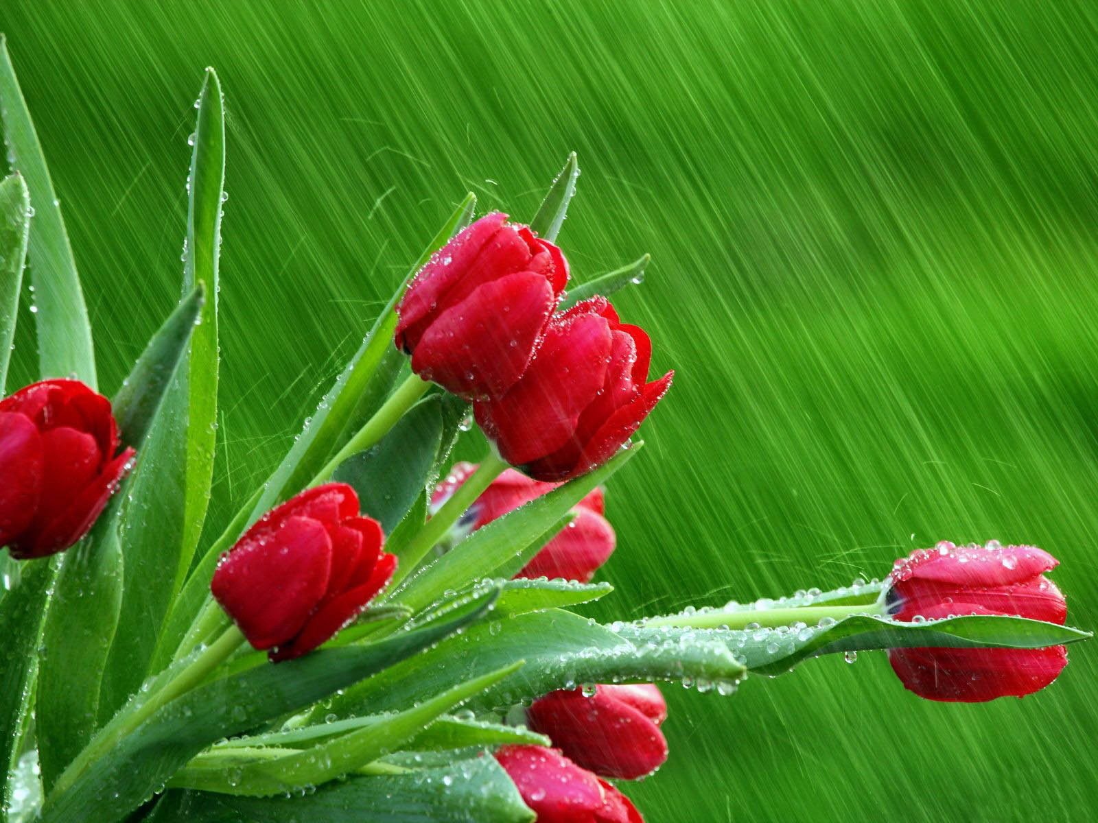 tulips drops green