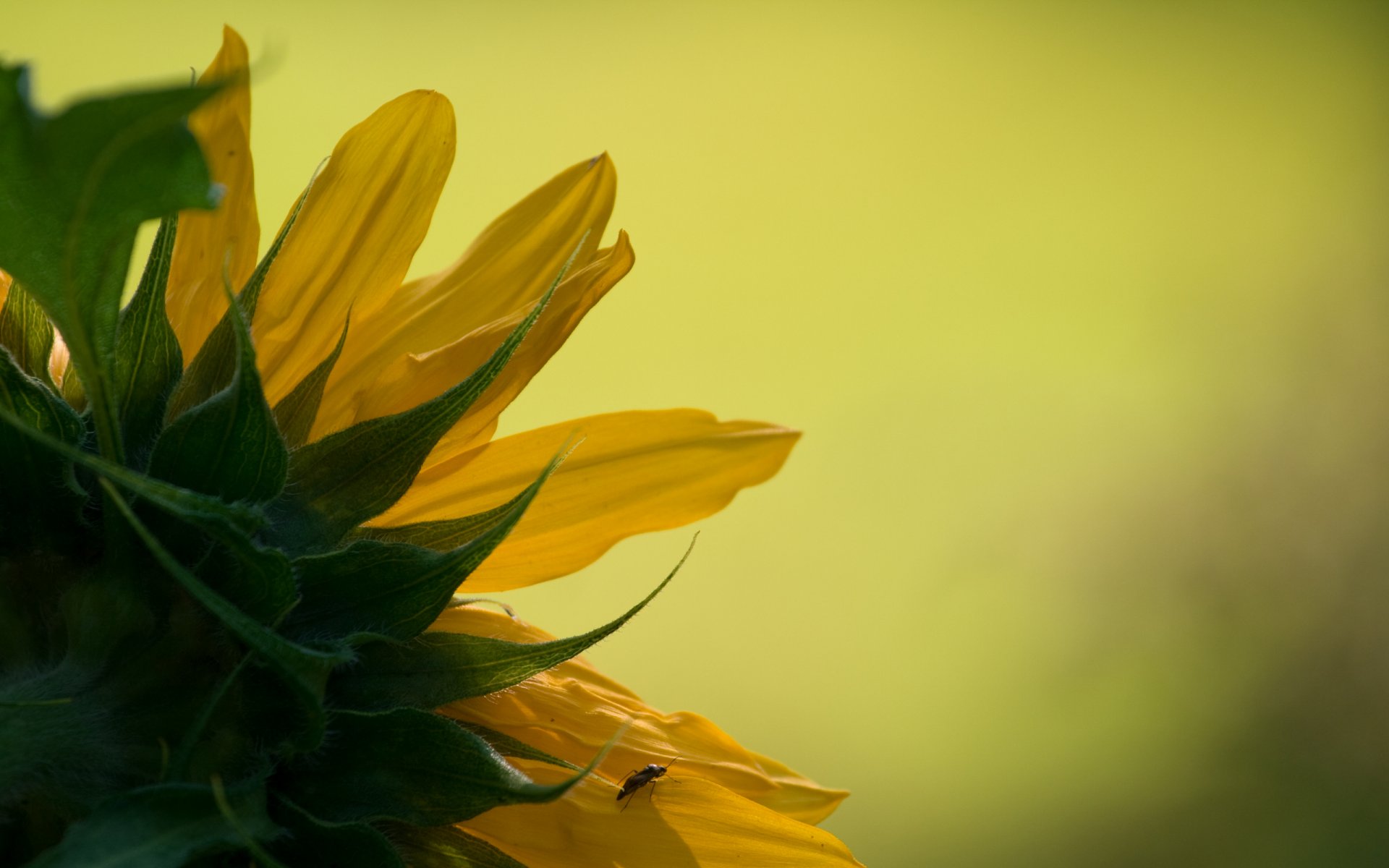 girasole natura fotografia macro