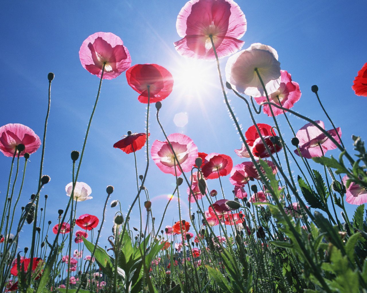 mohn sonne sanft