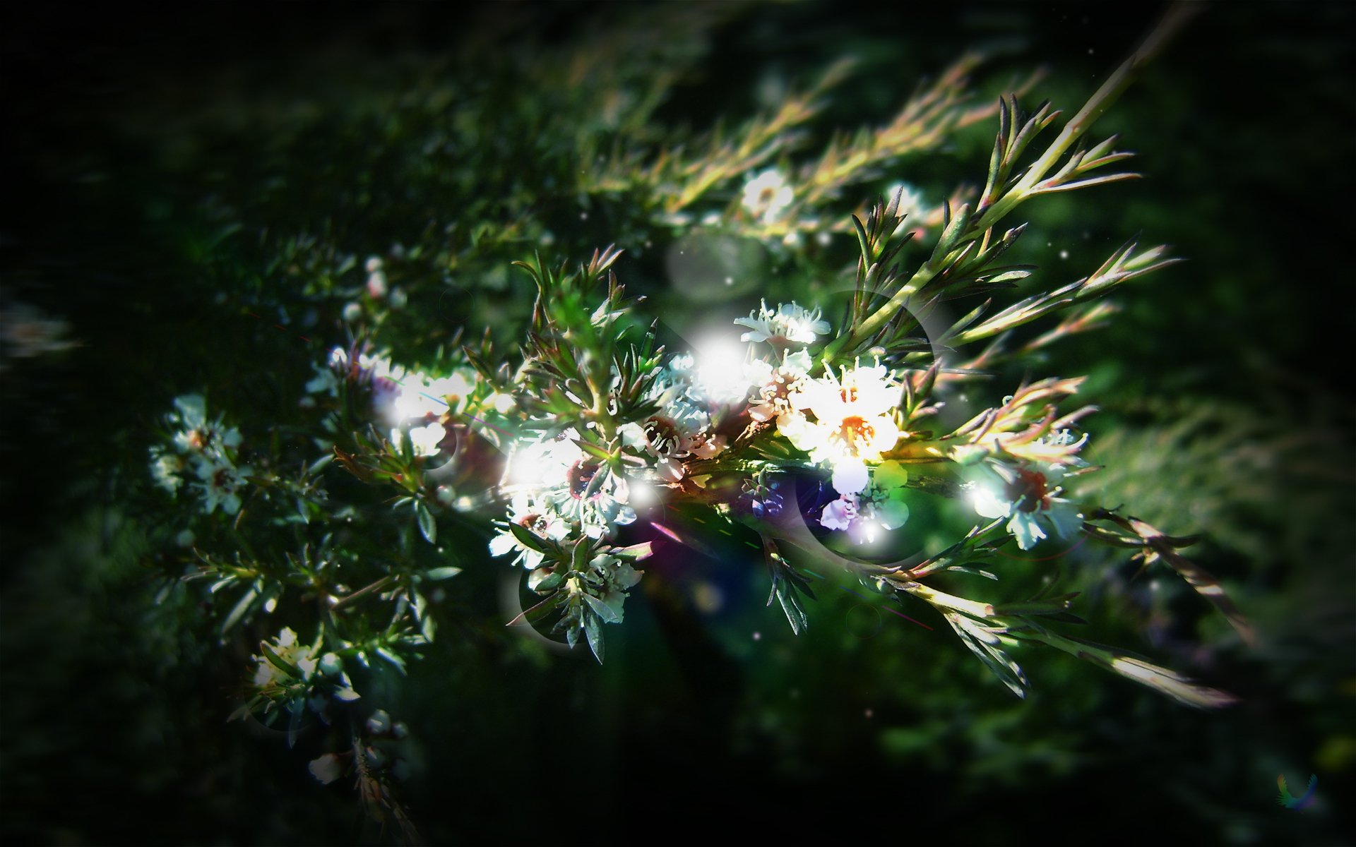 verdure plantes feuilles fleurs rayons soleil