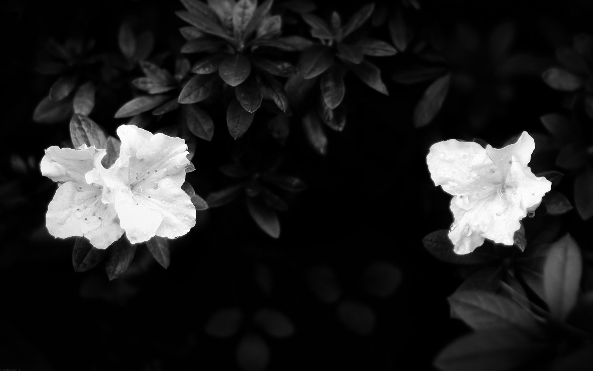 feuilles blanc obscurité