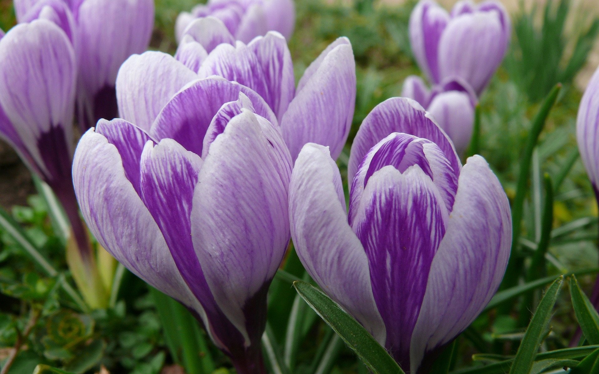 crocus bourgeons fleurs primevère printemps gros plan