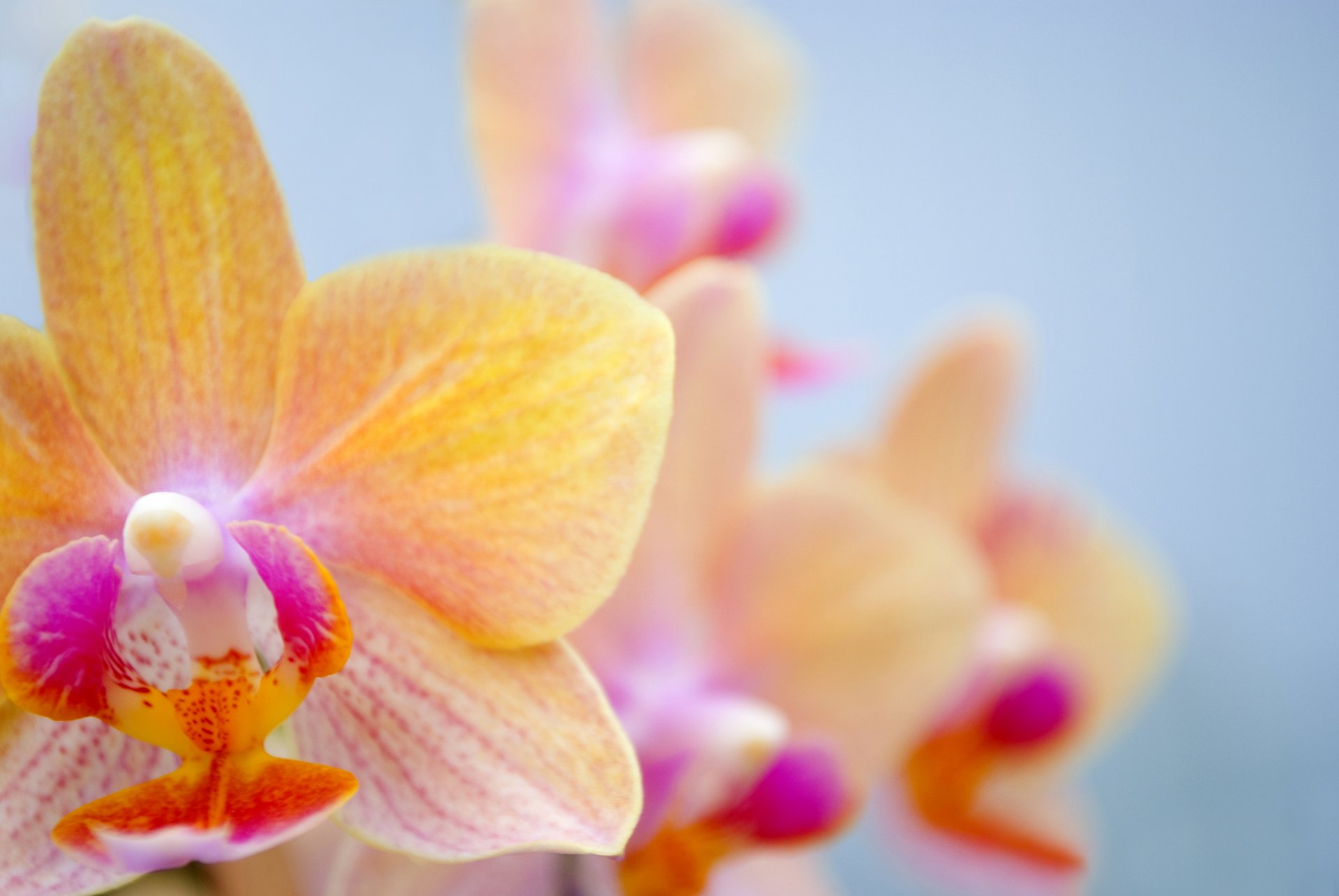 orchid flower