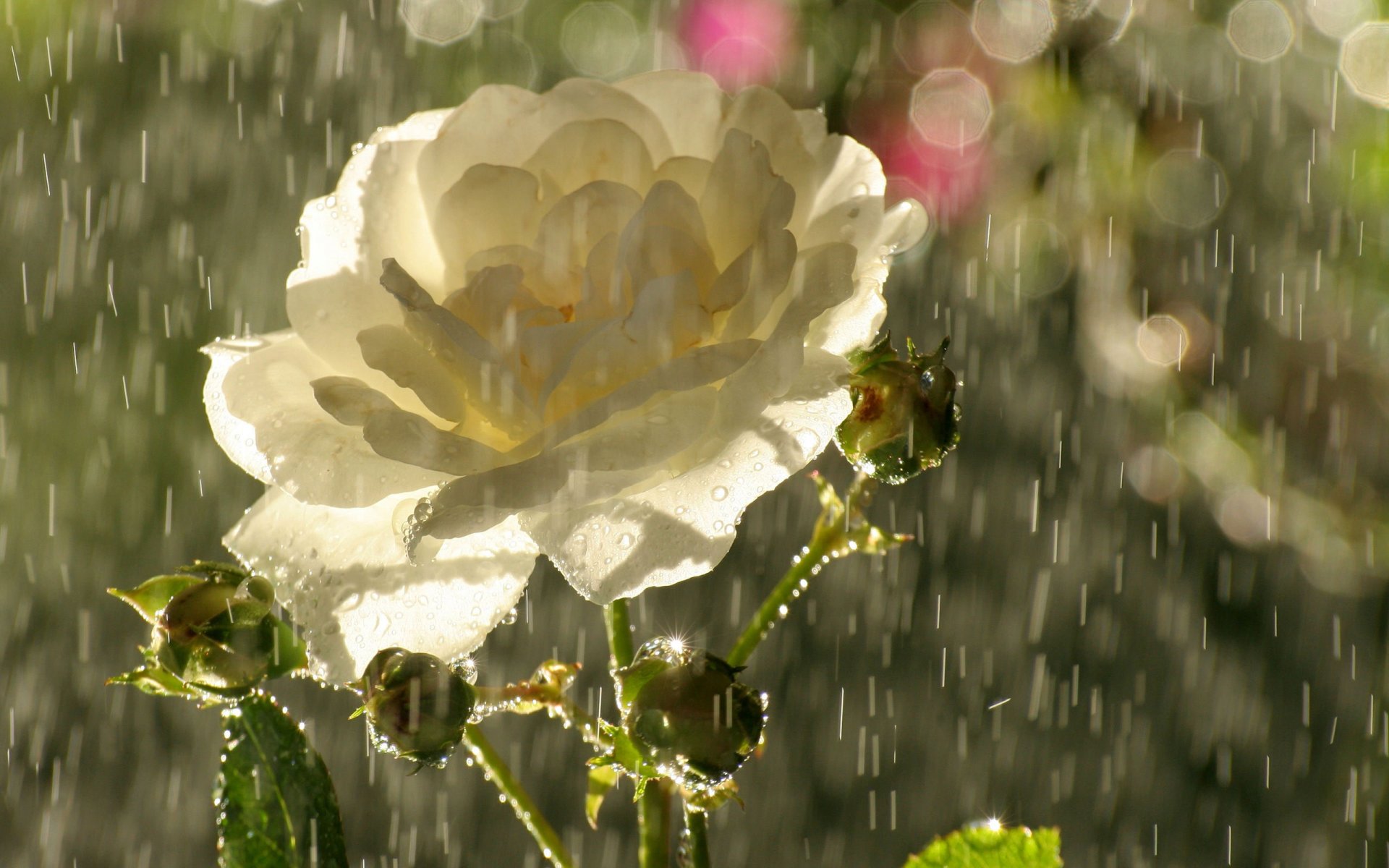 fleur thé rose pétales bourgeons pluie gouttes éblouissement