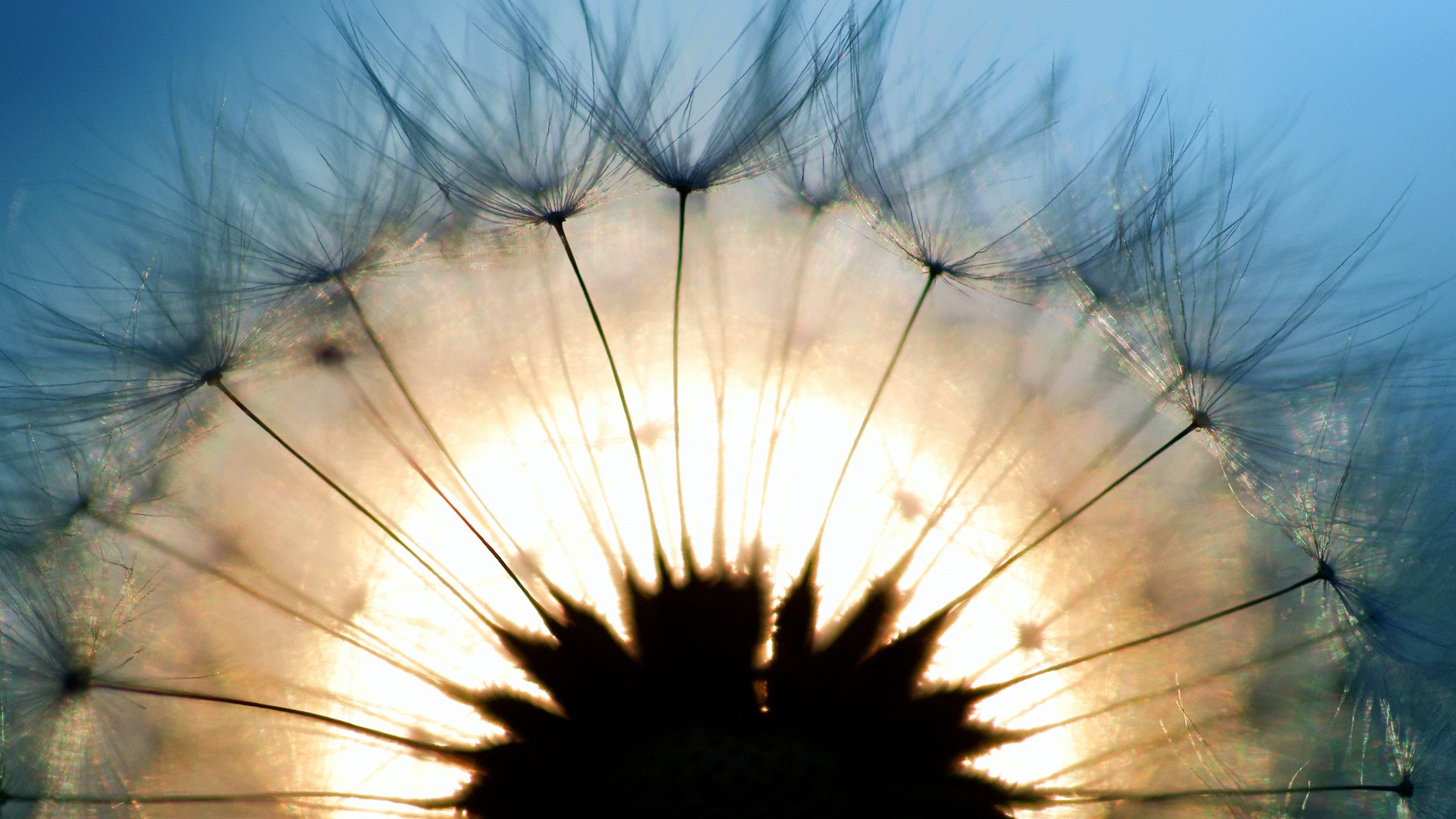 dandelion close up light