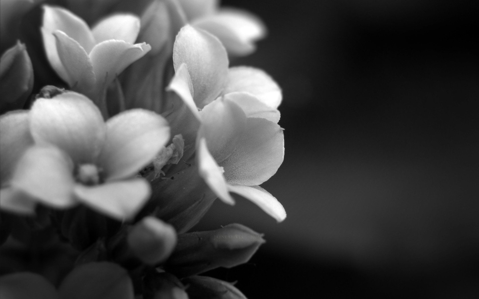 photo macro fleurs plante pétales noir et blanc fond fond d écran