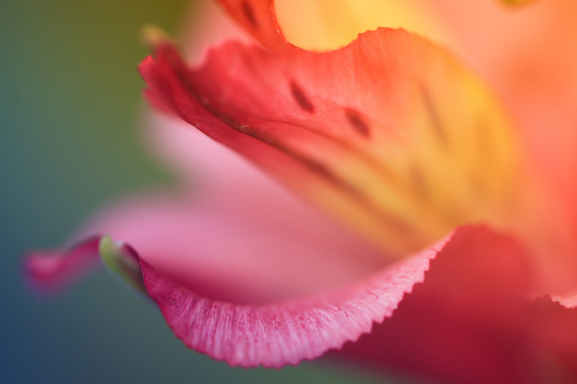 pétalo rojo flor color