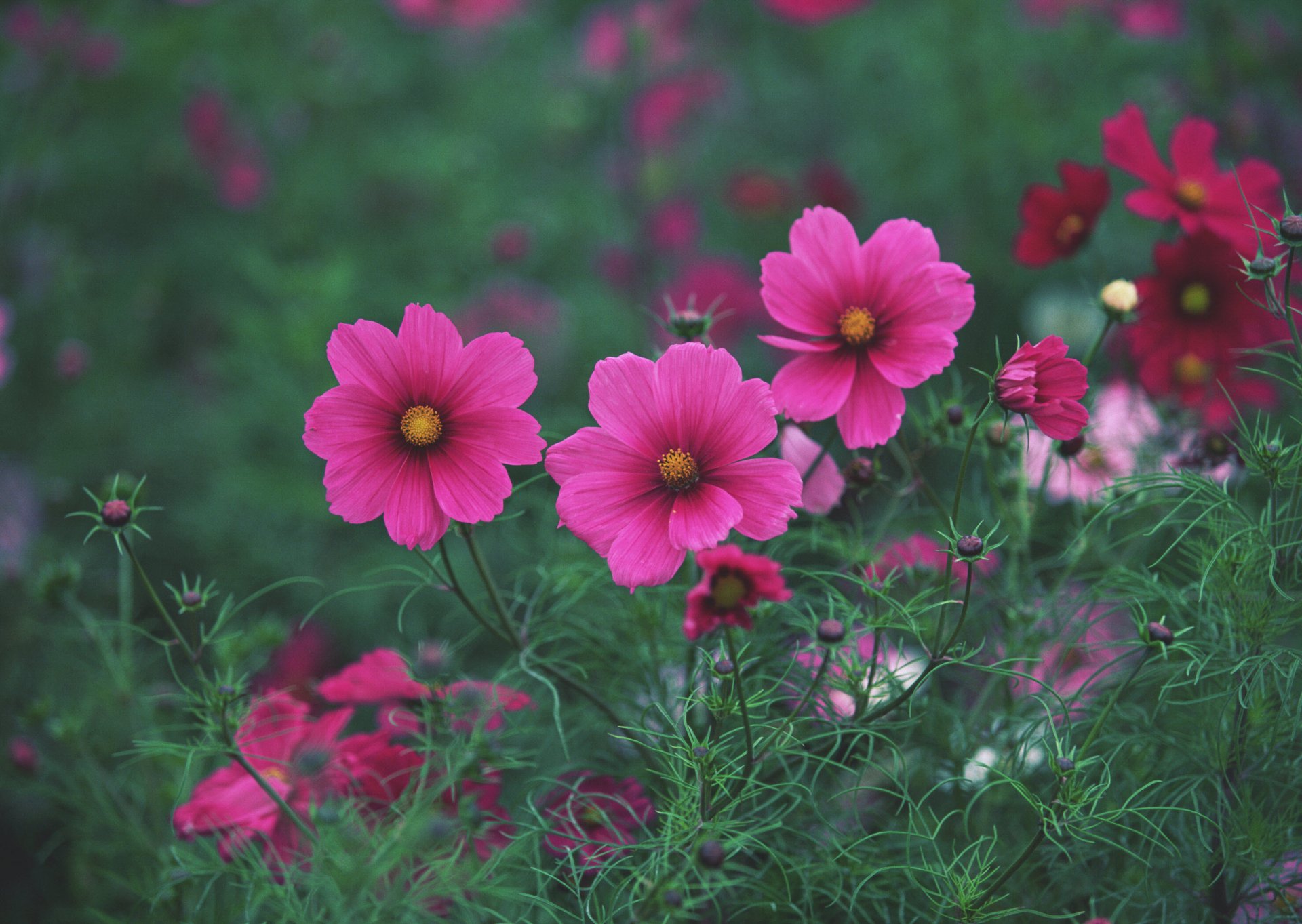 flower pink bright the field grass summer