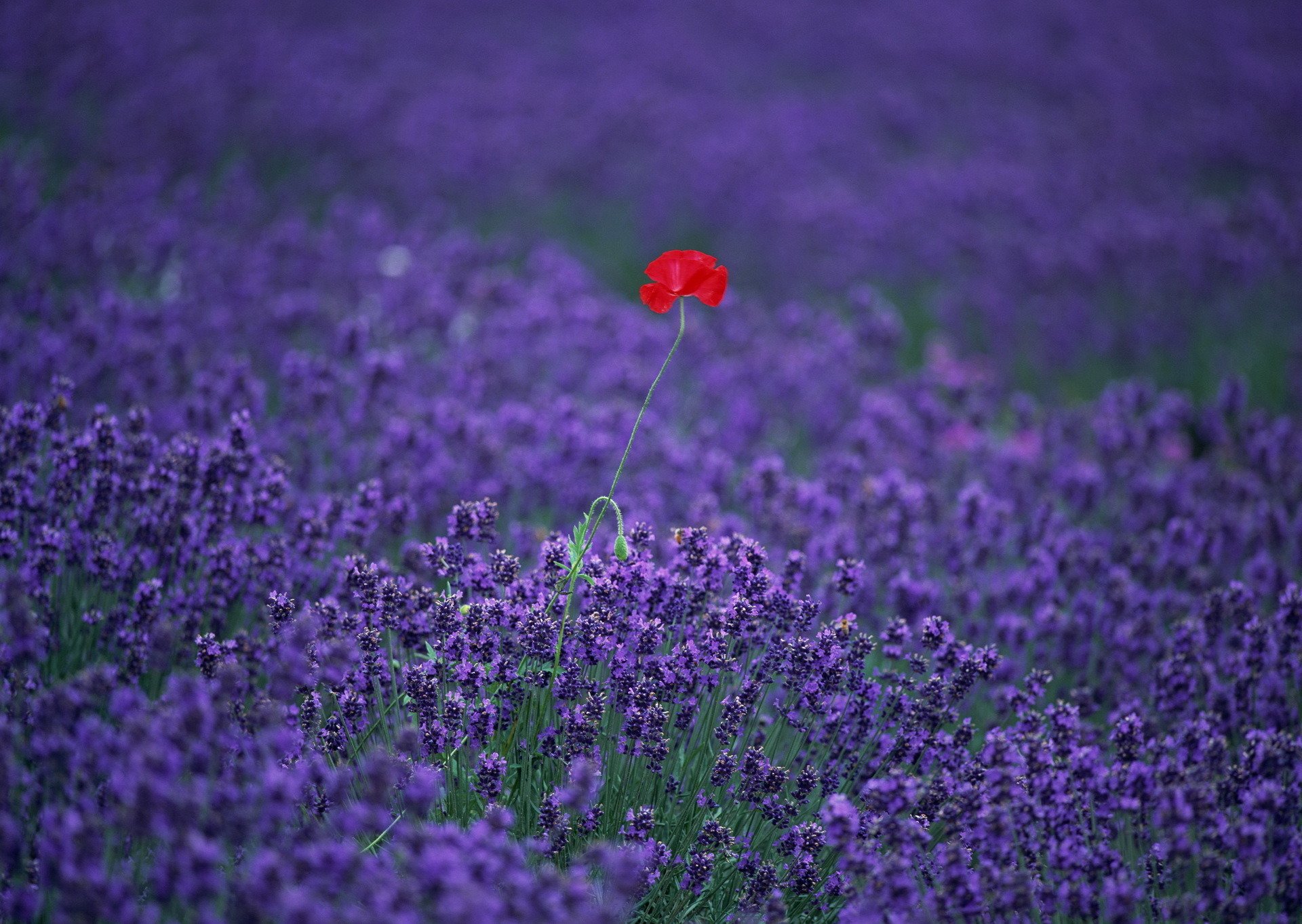 lavande pavot champ fleurs