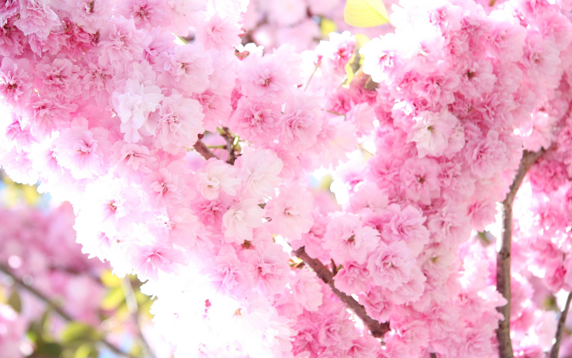 sakura floración flores rosa árbol ramas primavera ternura sol luz