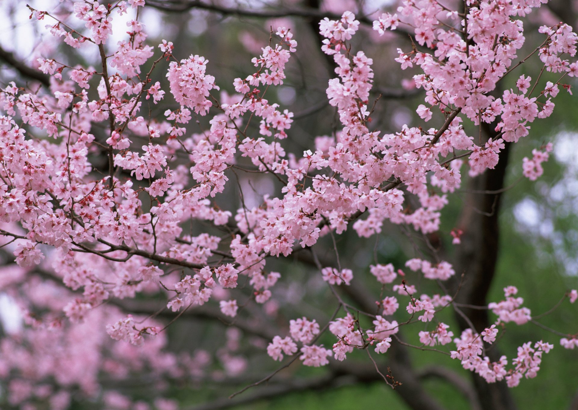 sakura rosa flores pétalos árboles naturaleza primavera