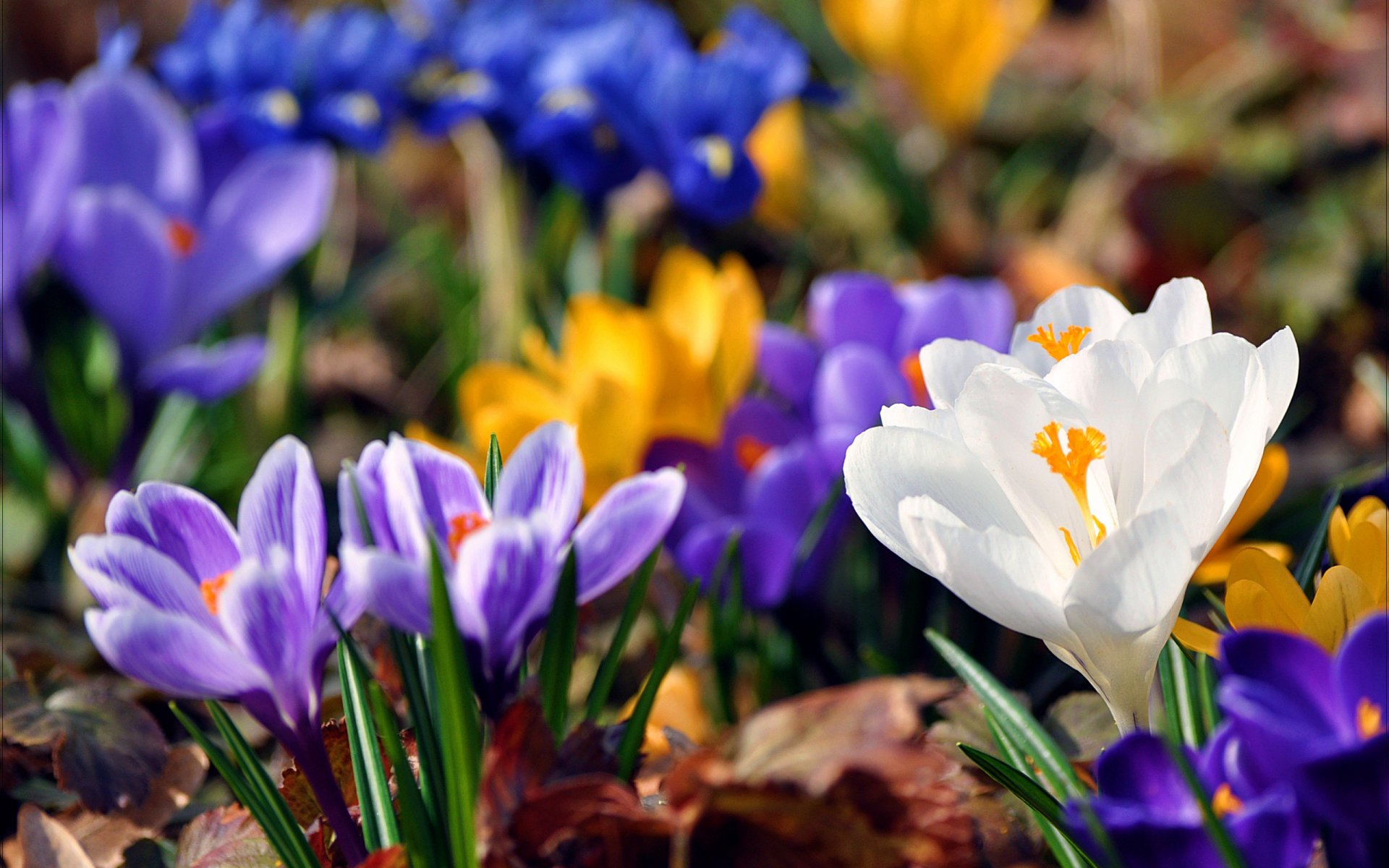 pring flower snowdrops crocus flowers paint brightness yellow blue leaves green background blur