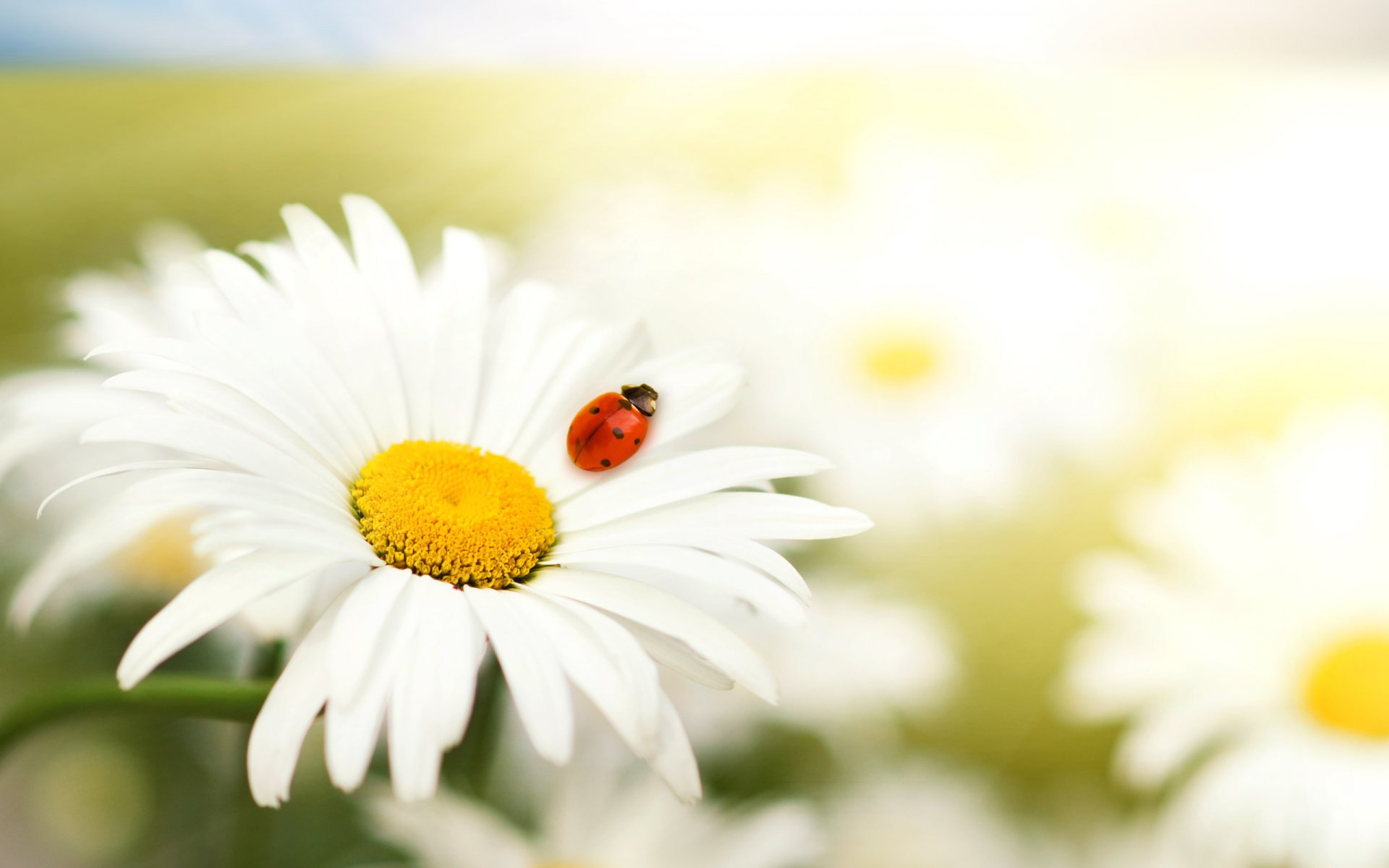 gros plan fleurs animaux bêtes prédateurs blanc rouge nature