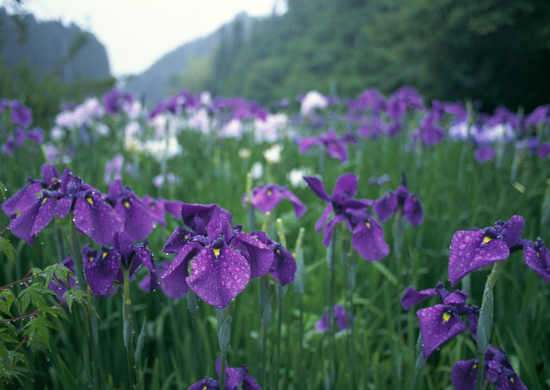 fiori iris viola gocce pioggia verde giardino giappone