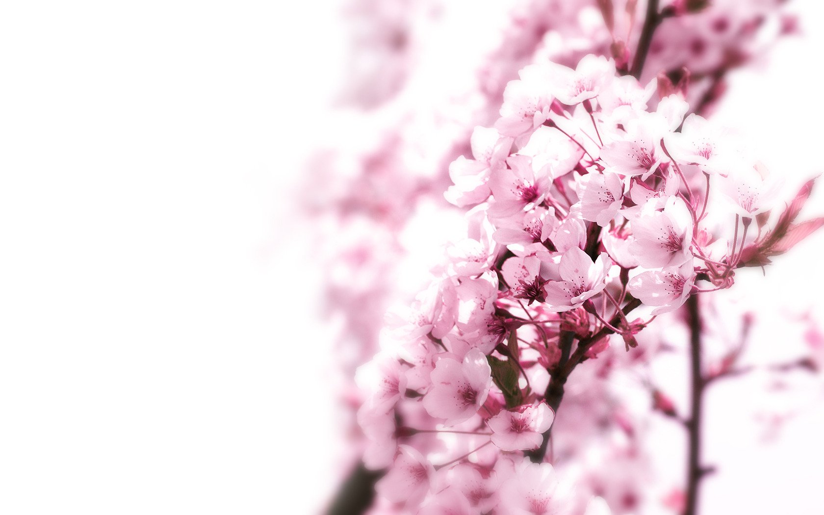 akura tree japan close up background pink