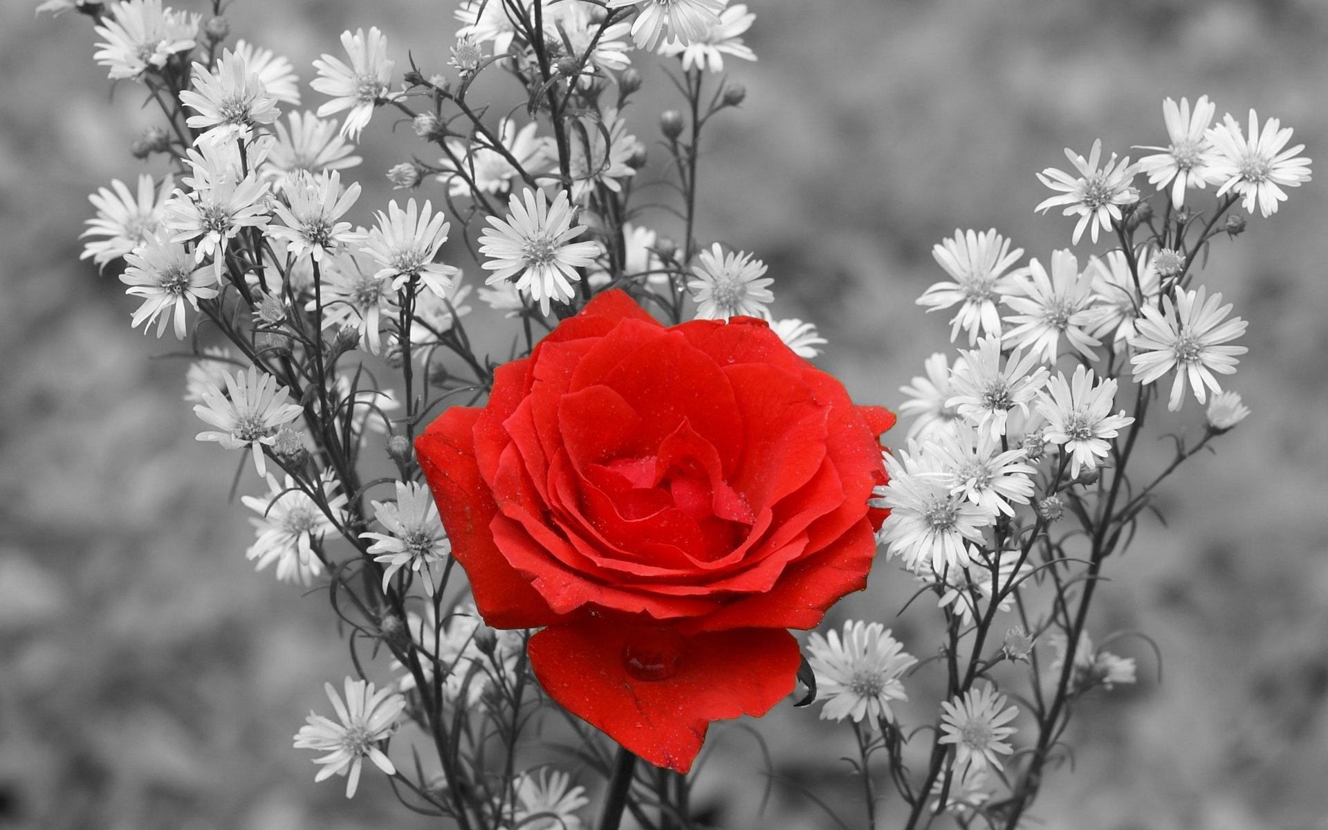 rose bouquet noir et blanc