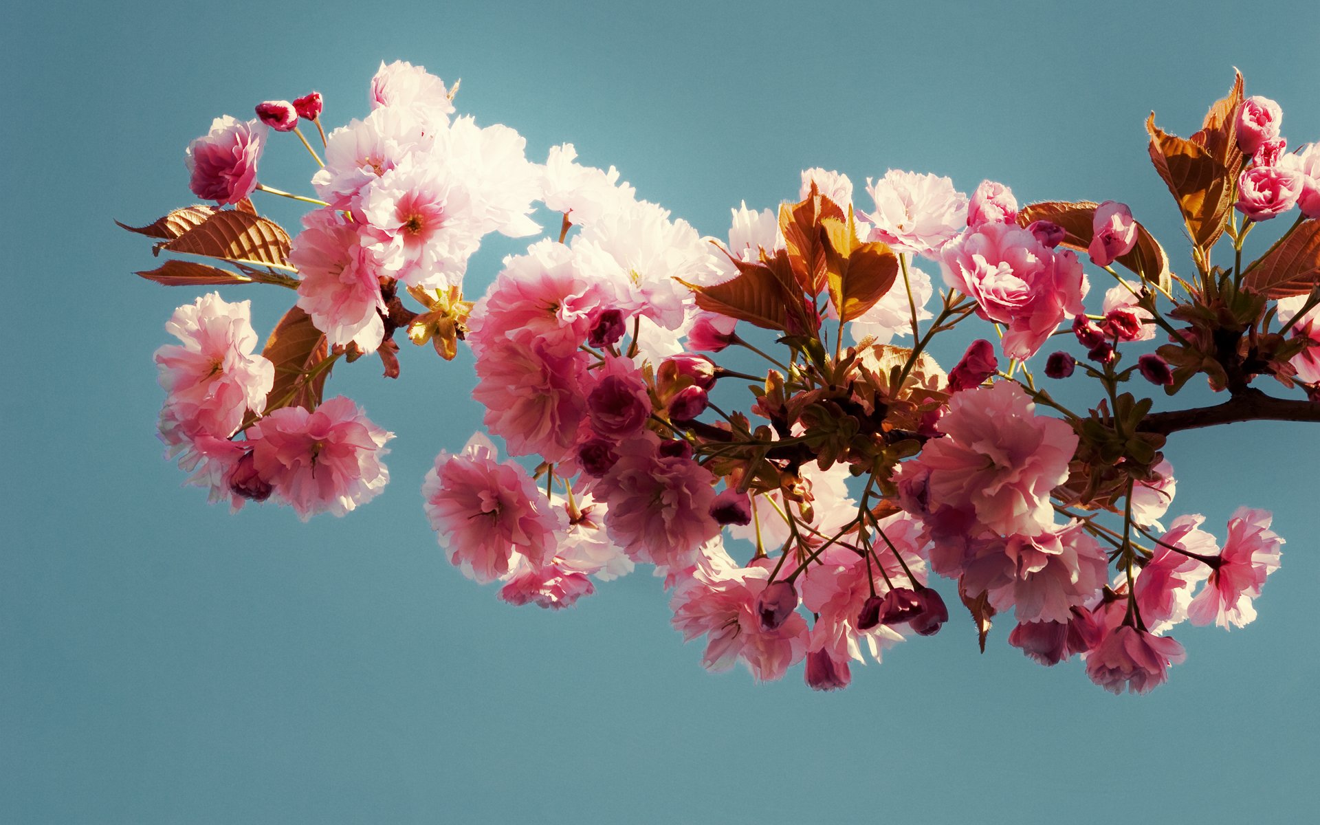 blau hintergrund zweig rosa blüten blätter