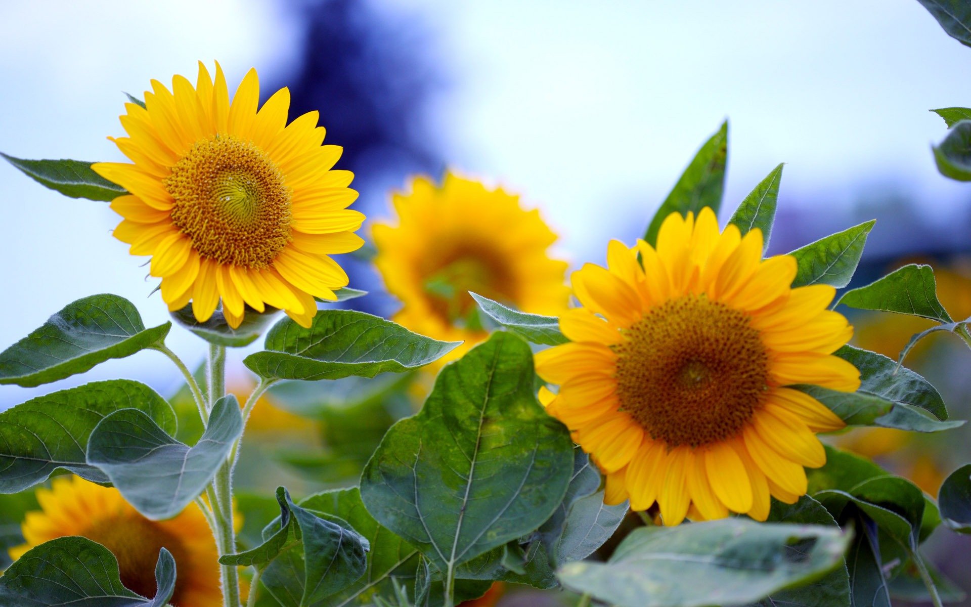 girasole fiori sole