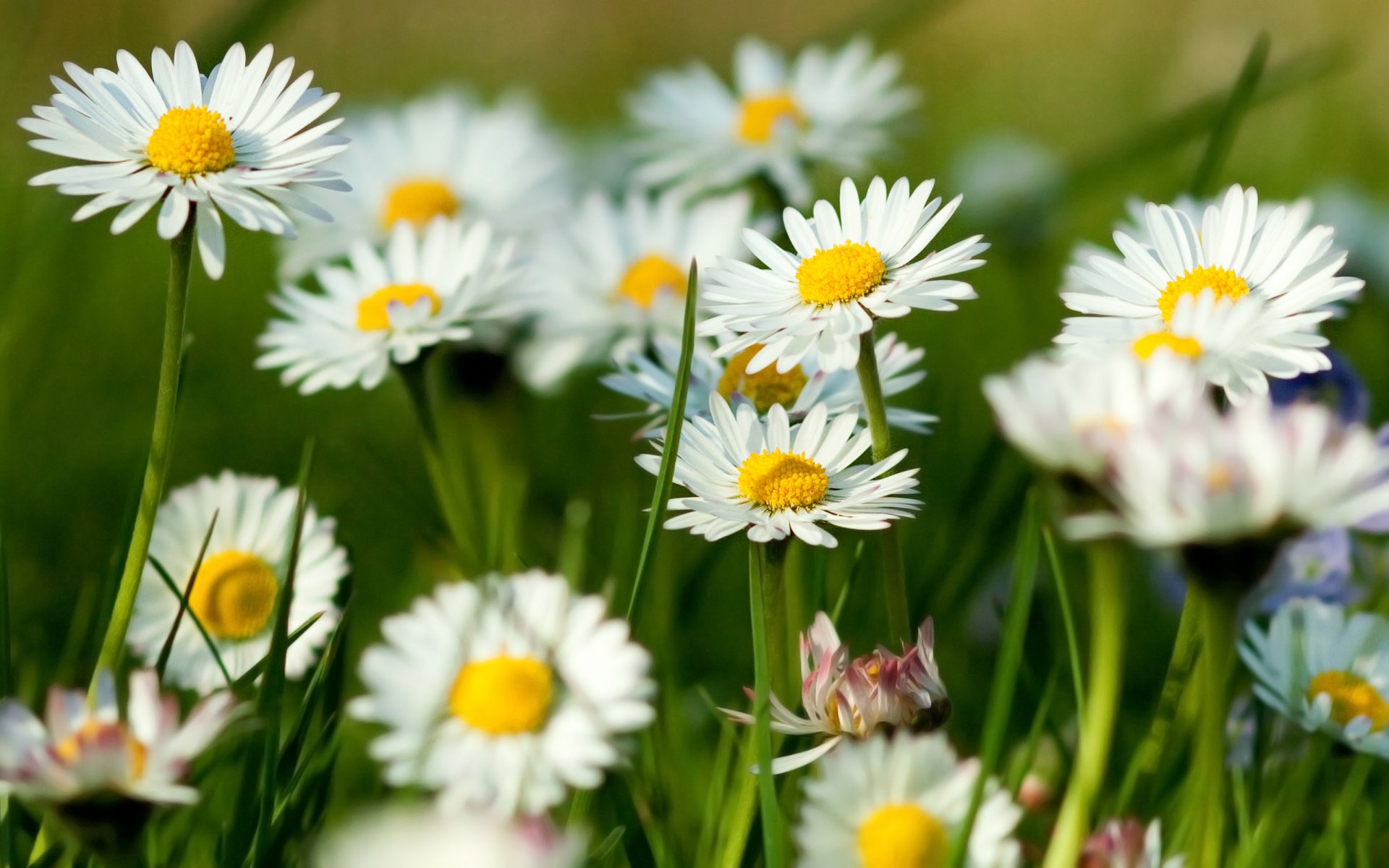 sommer gras grüns kamille