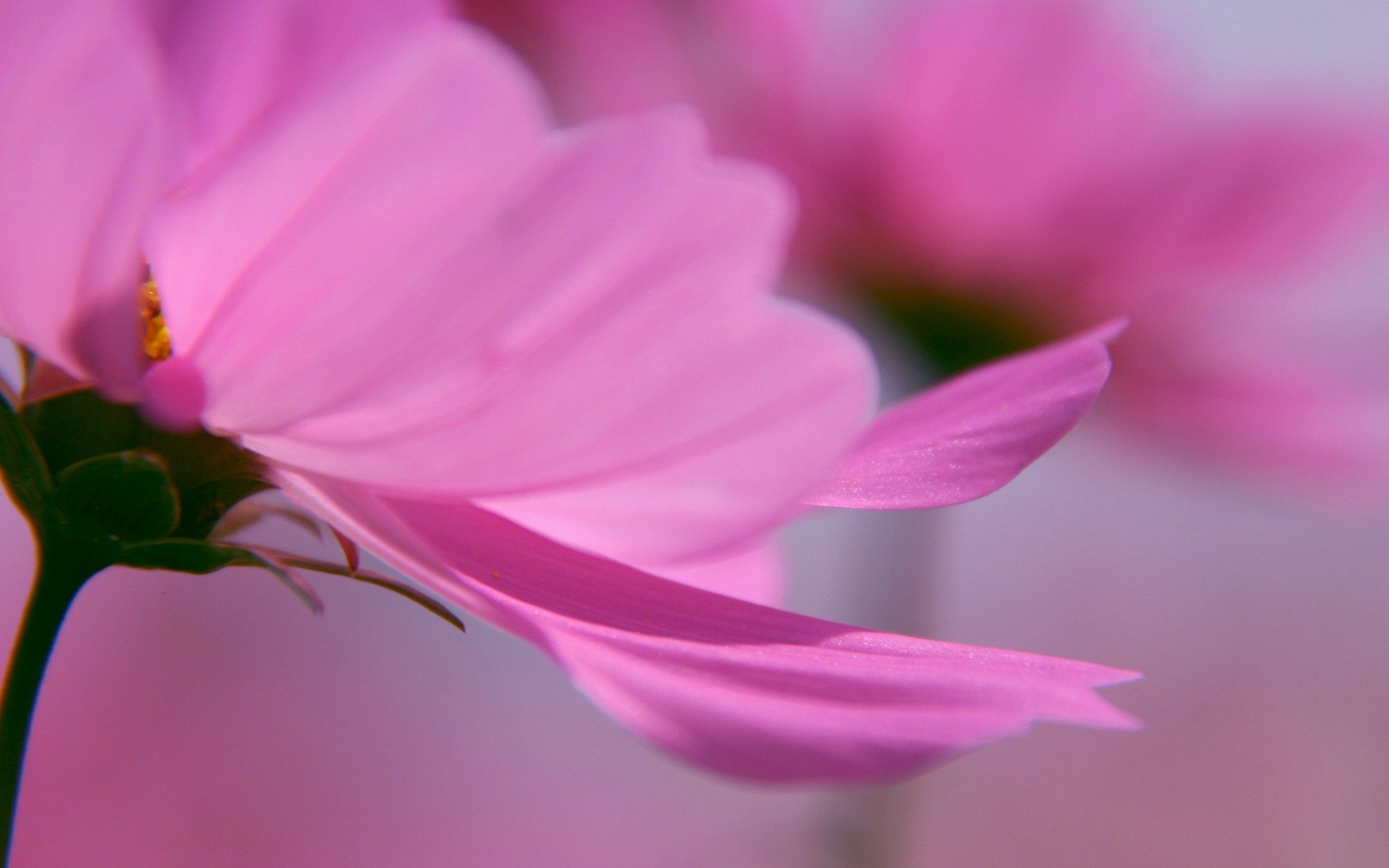 gros plan de fleurs pétales fond délicat