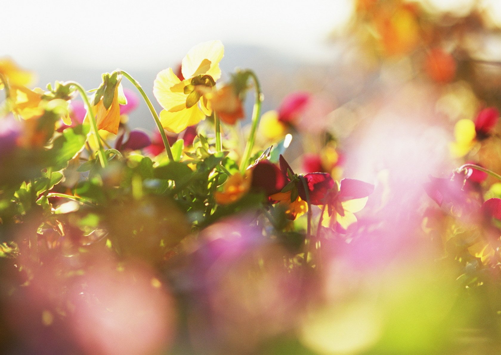 blumen makro pflanzen strahlen sonne blütenblätter helligkeit