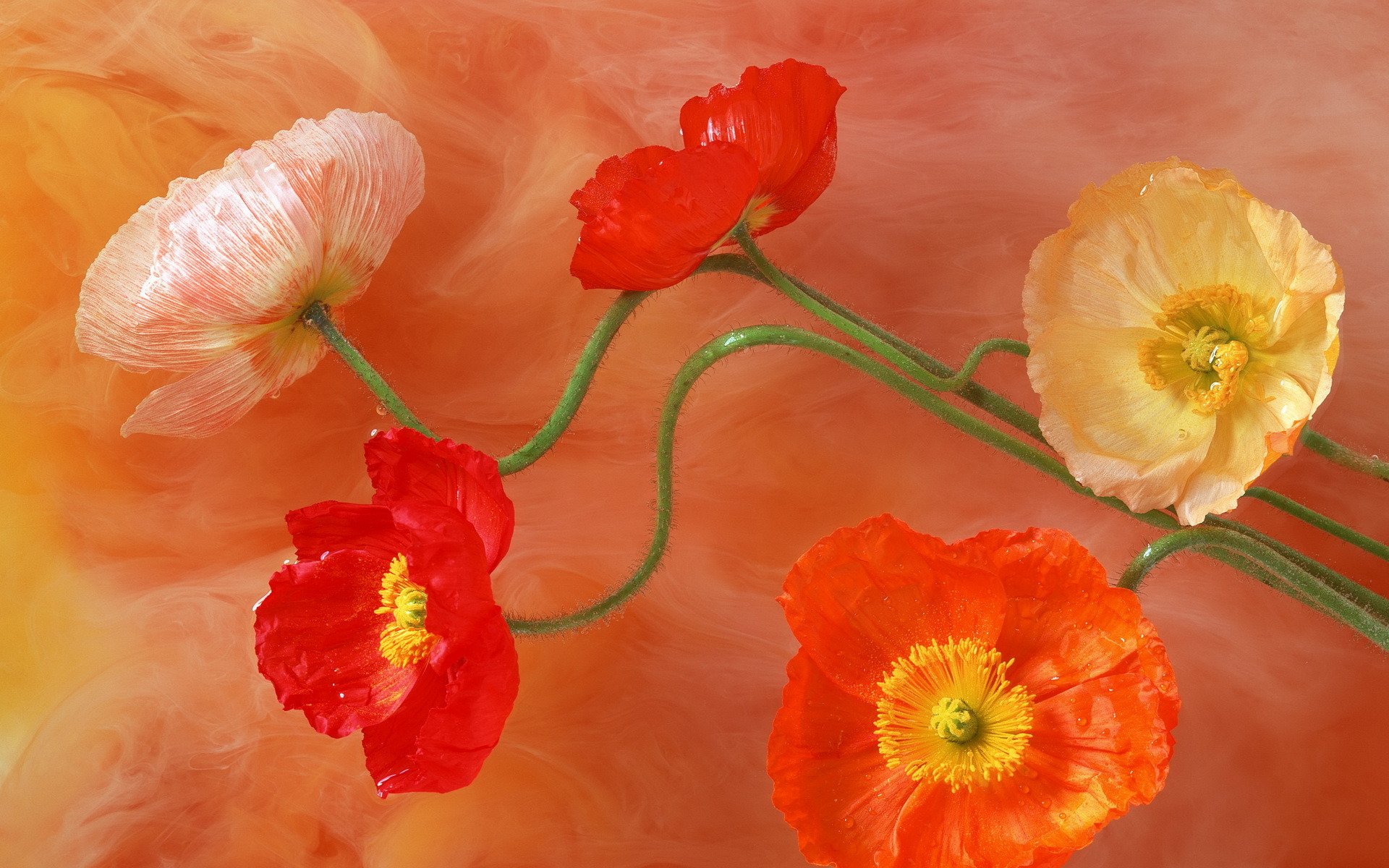 muster blumen mohnblumen stiel blütenblätter mitte farben farben helligkeit