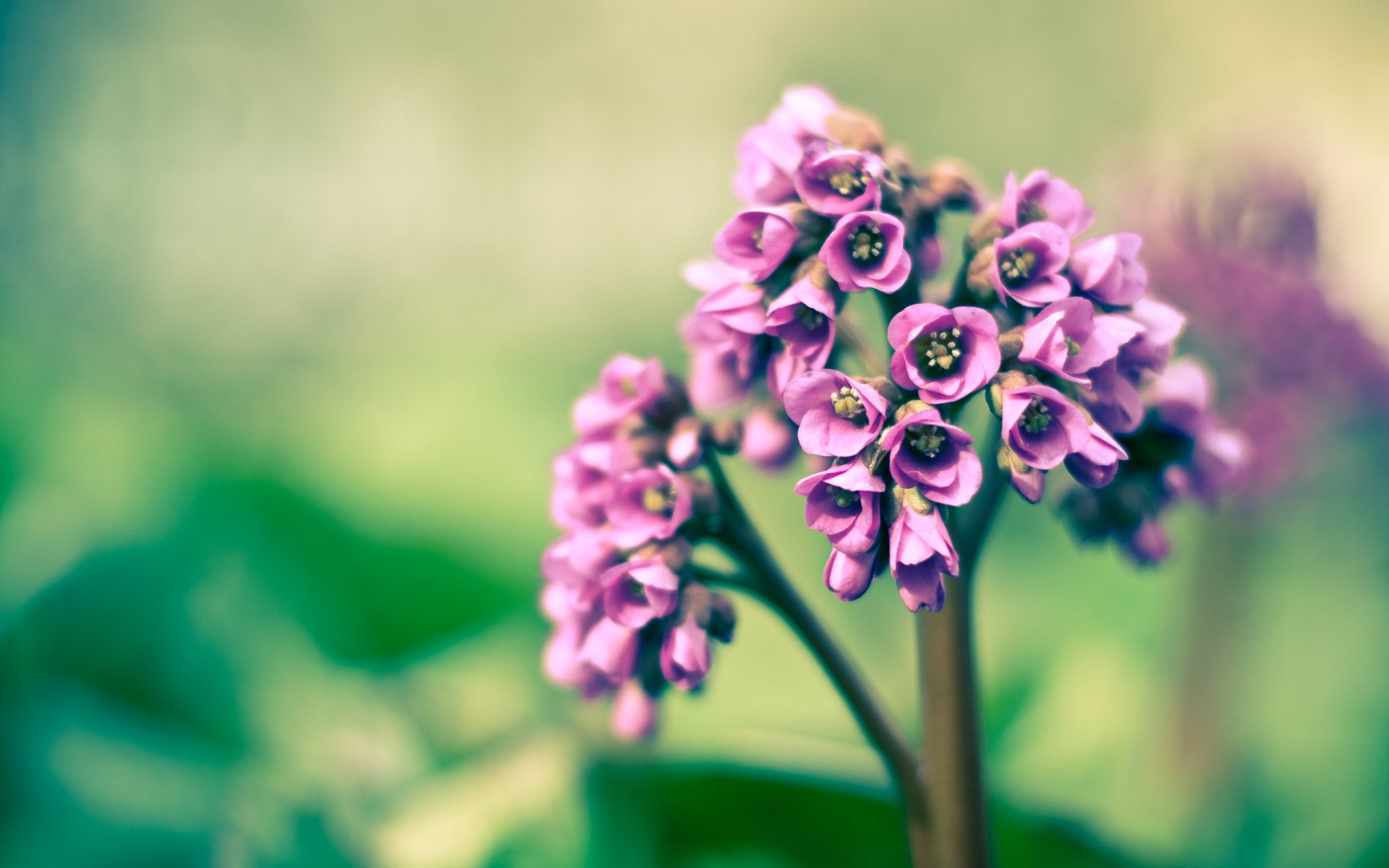 printemps violet gros plan