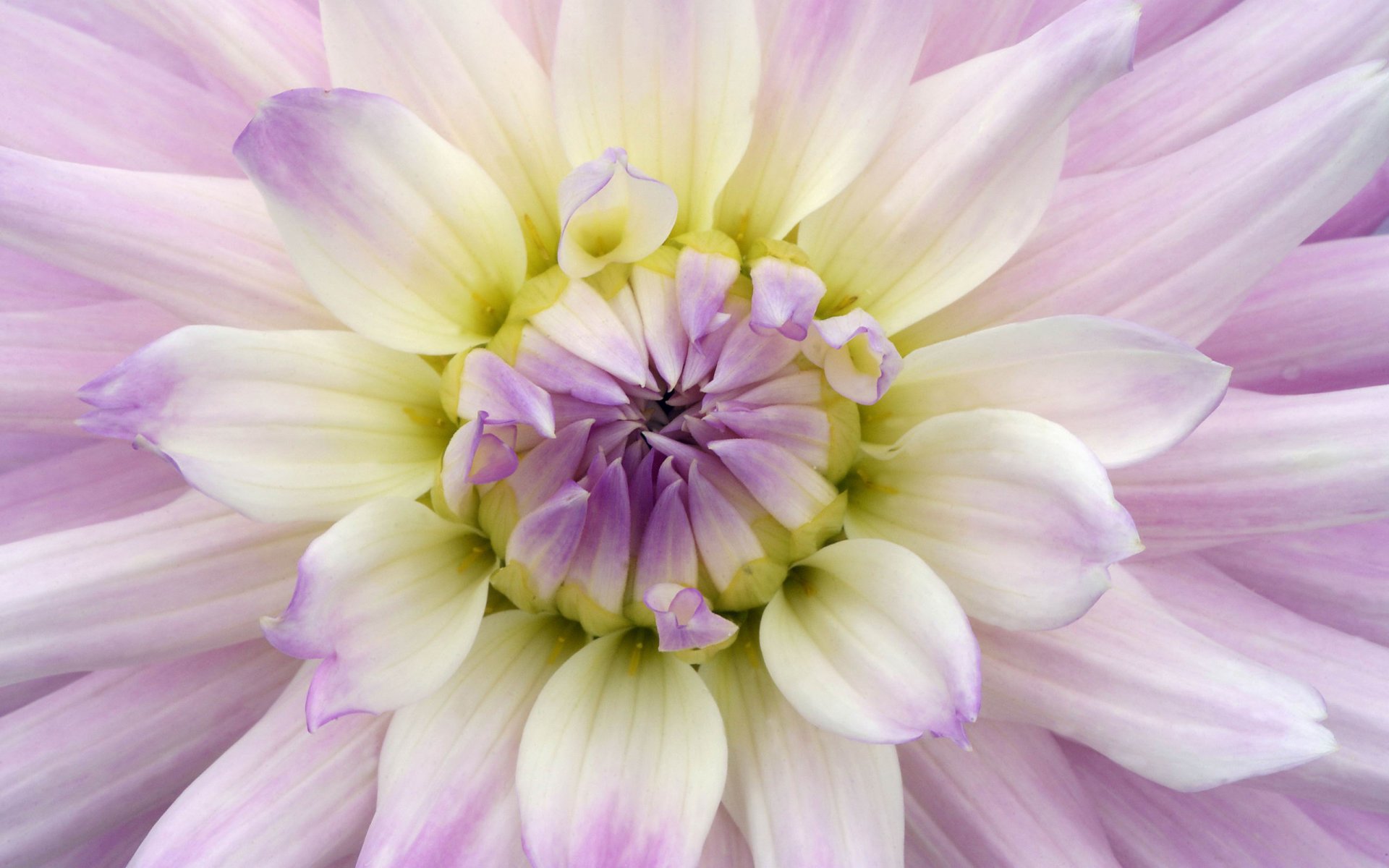 dahlia purple bud petal