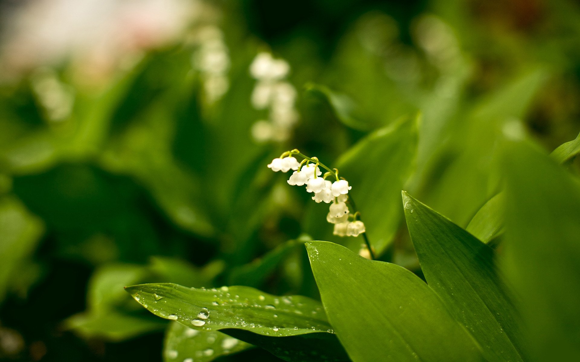 flores modestia blanco plantas naturaleza belleza bosque jardín parque