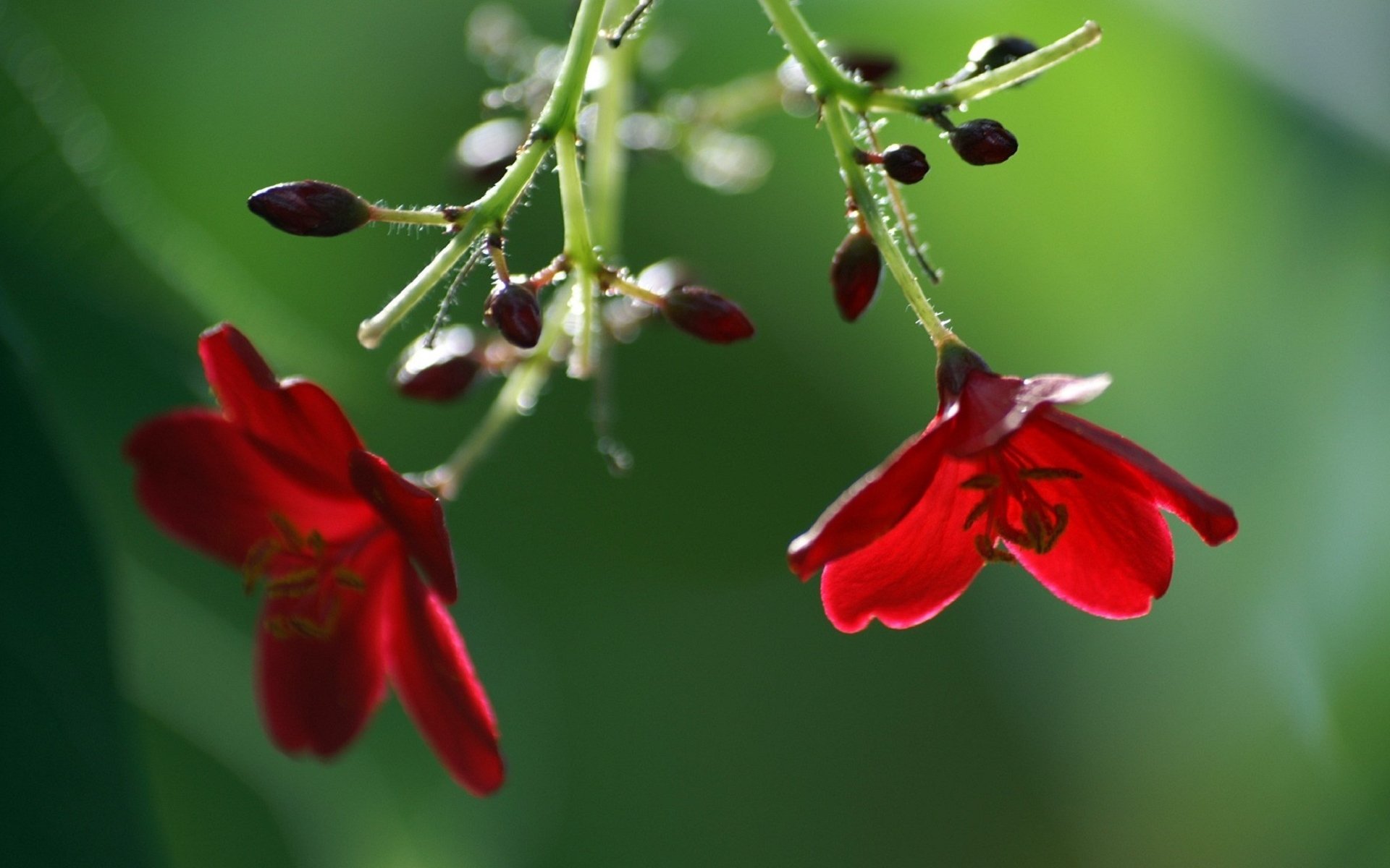 fleurs bourgeons rouges