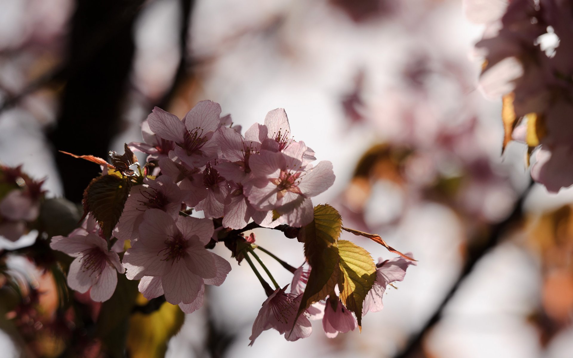 sakura japon macro