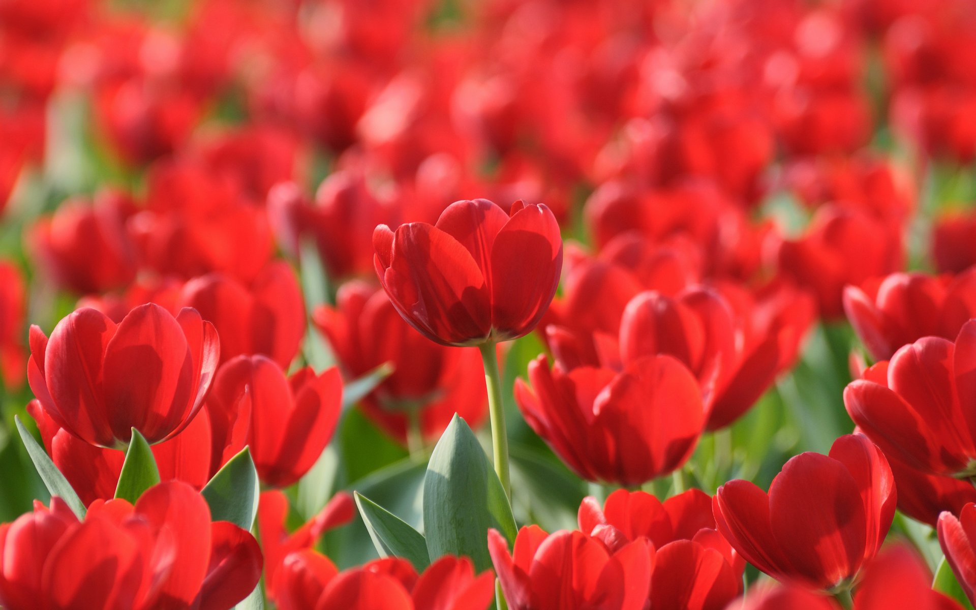 tulipes fleurs jardin parcs potagers forêts printemps