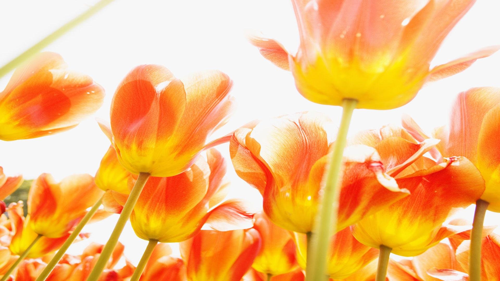 fleurs orange pile joliment lumineux