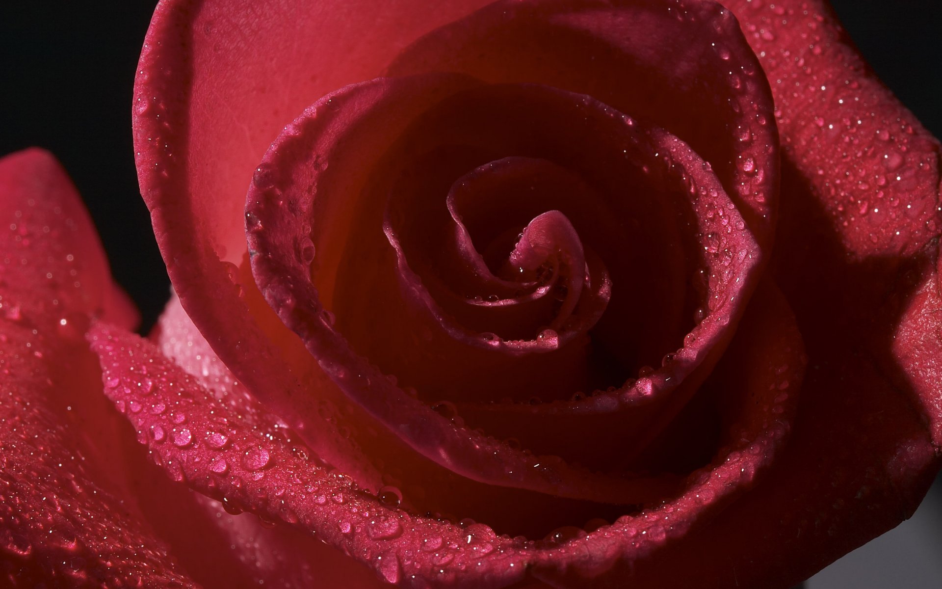 rose bourgeon pétales fleurs gouttes rosée