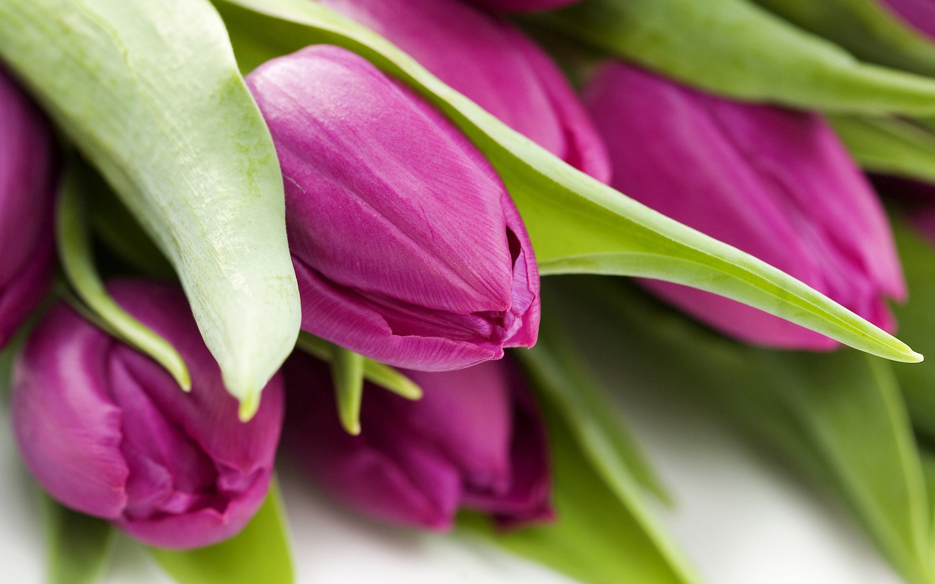 flores tulipanes macro