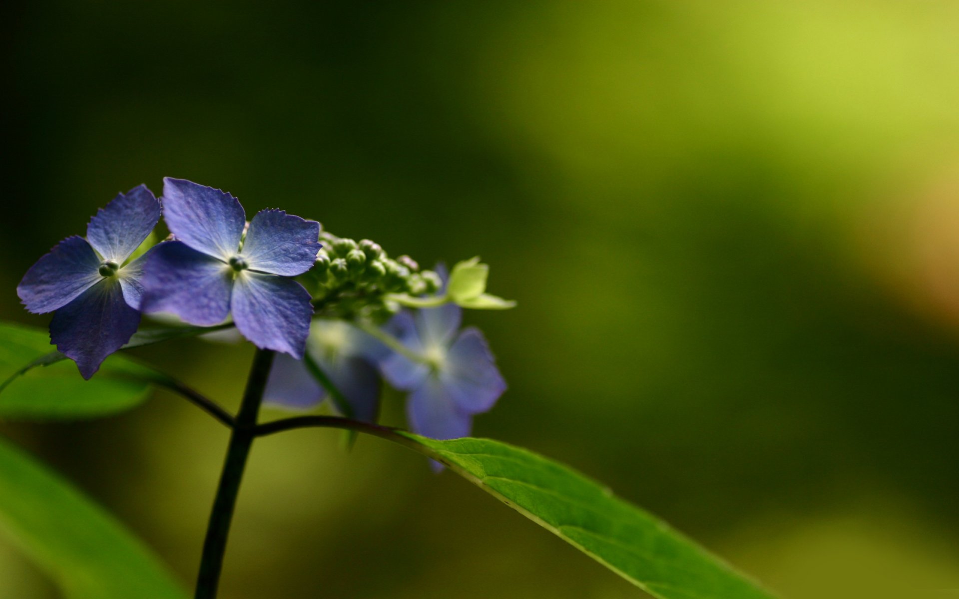 kwiaty natura makro zdjęcia kwiatami kwiaty natura