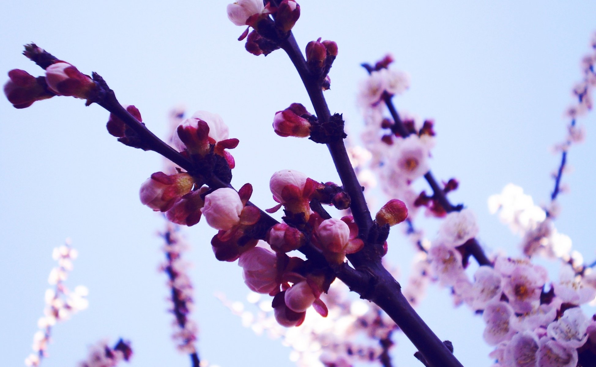 naturaleza plantas ramas sakura flores brotes primavera pétalos foto macro fondo de pantalla fondo