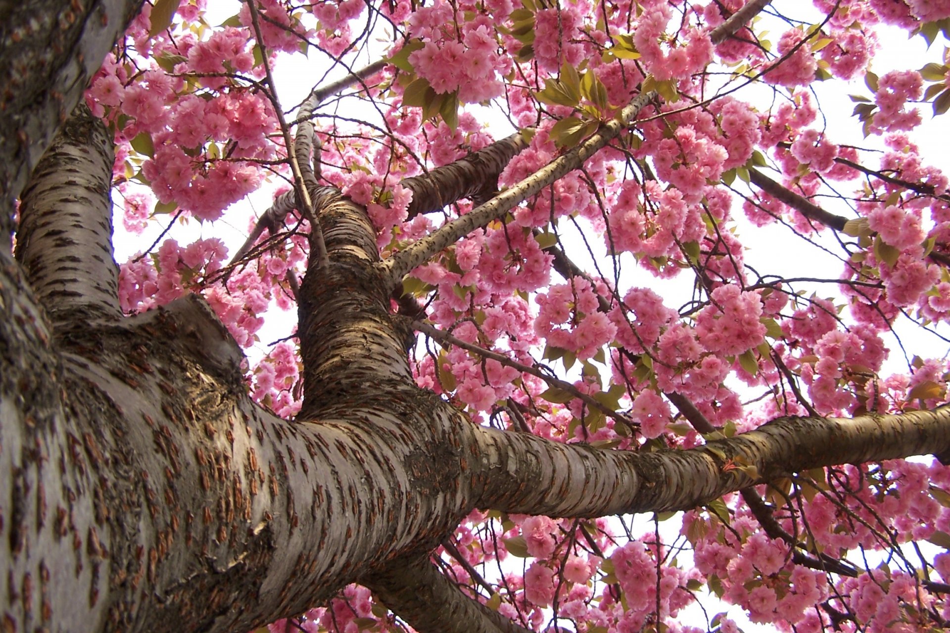 japón sakura primavera floración