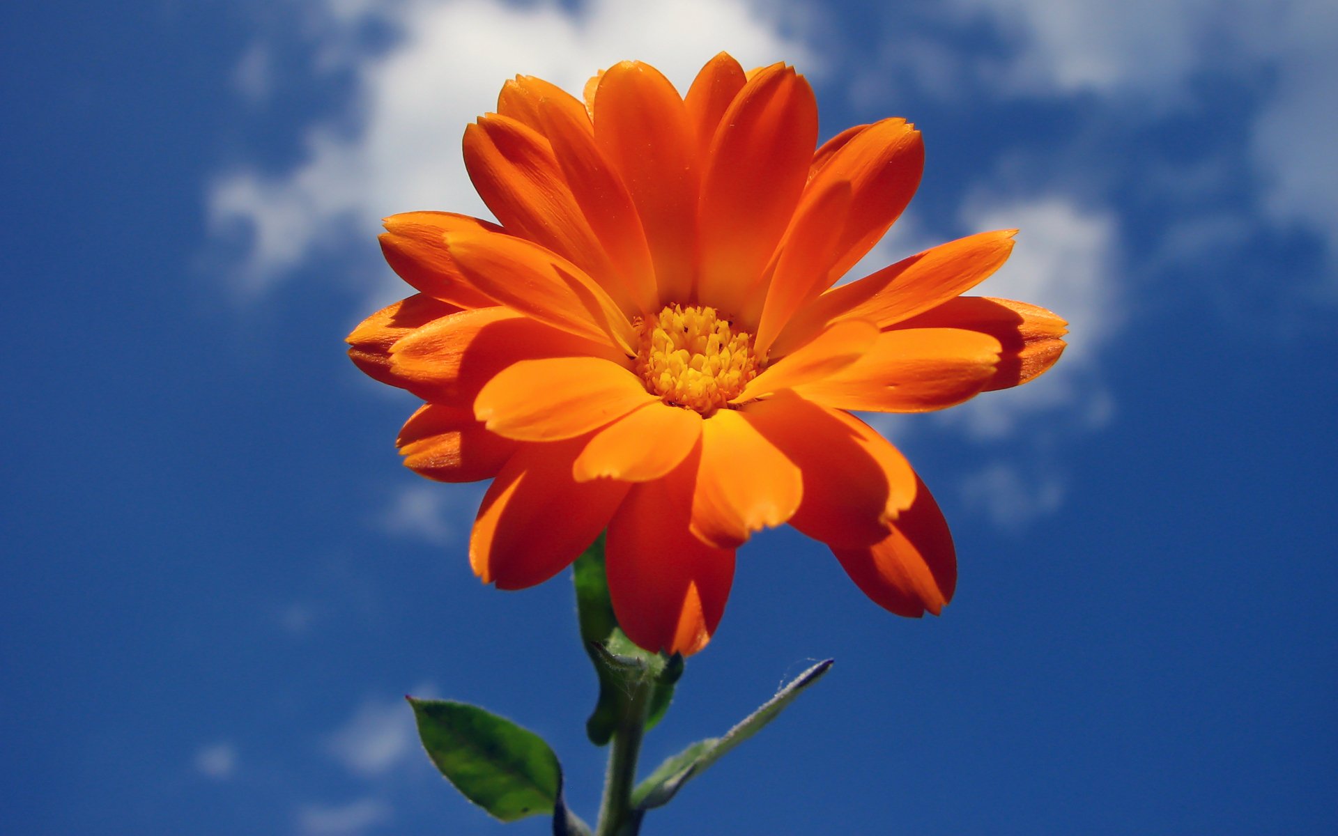 flower sky clouds summer