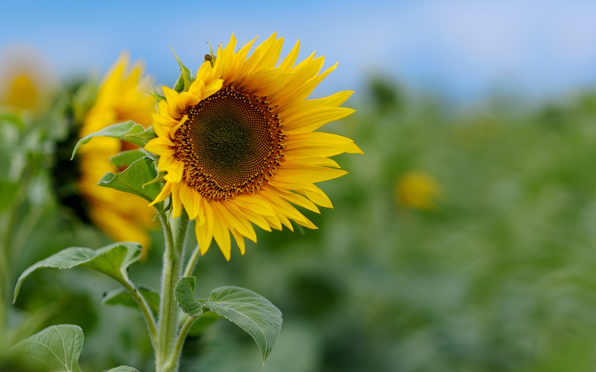 fiori macro natura campo girasoli