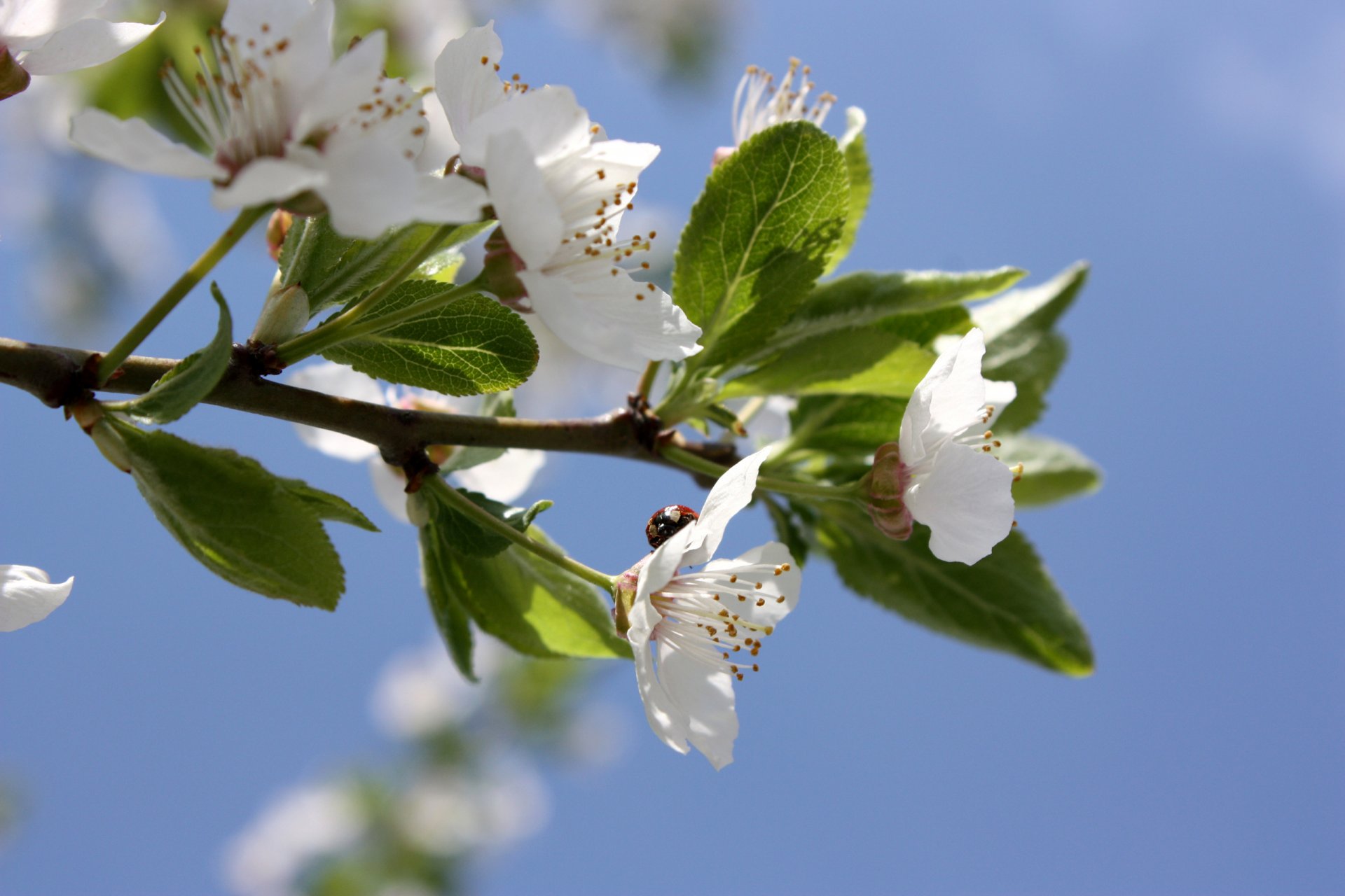 cherry flower bozhaya ladybug sky