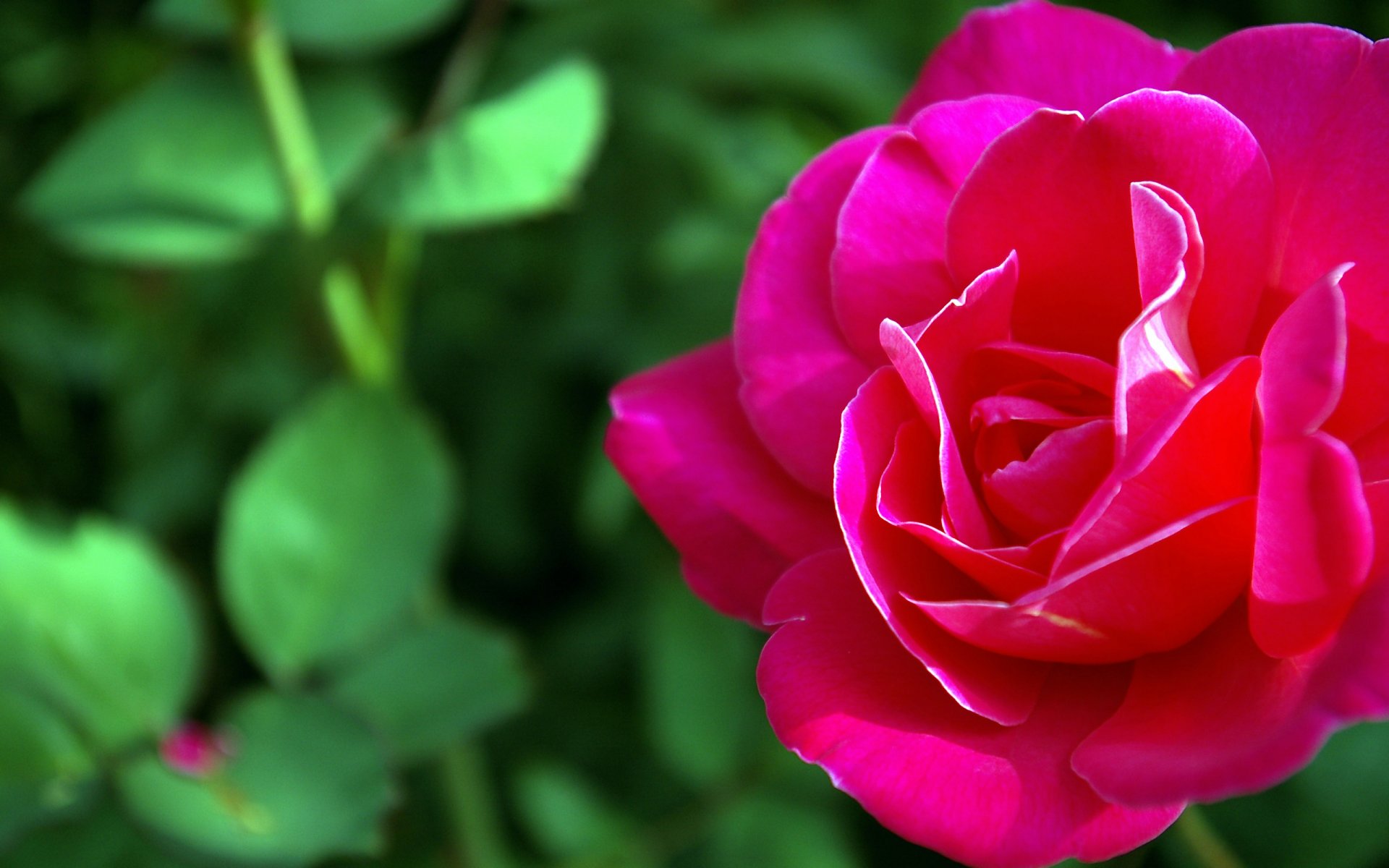 blume makro rose natur rot