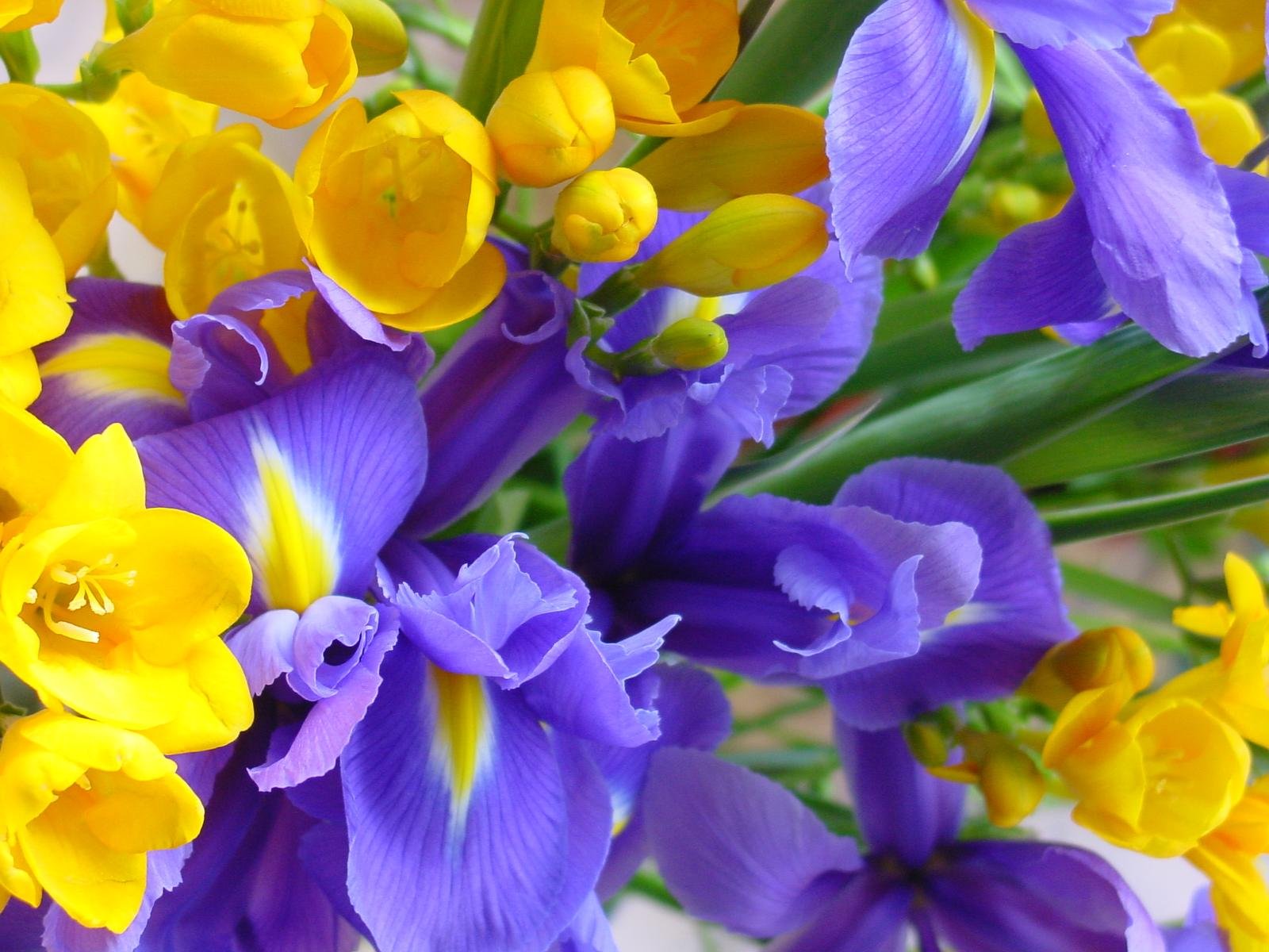 blumen gladiole makro